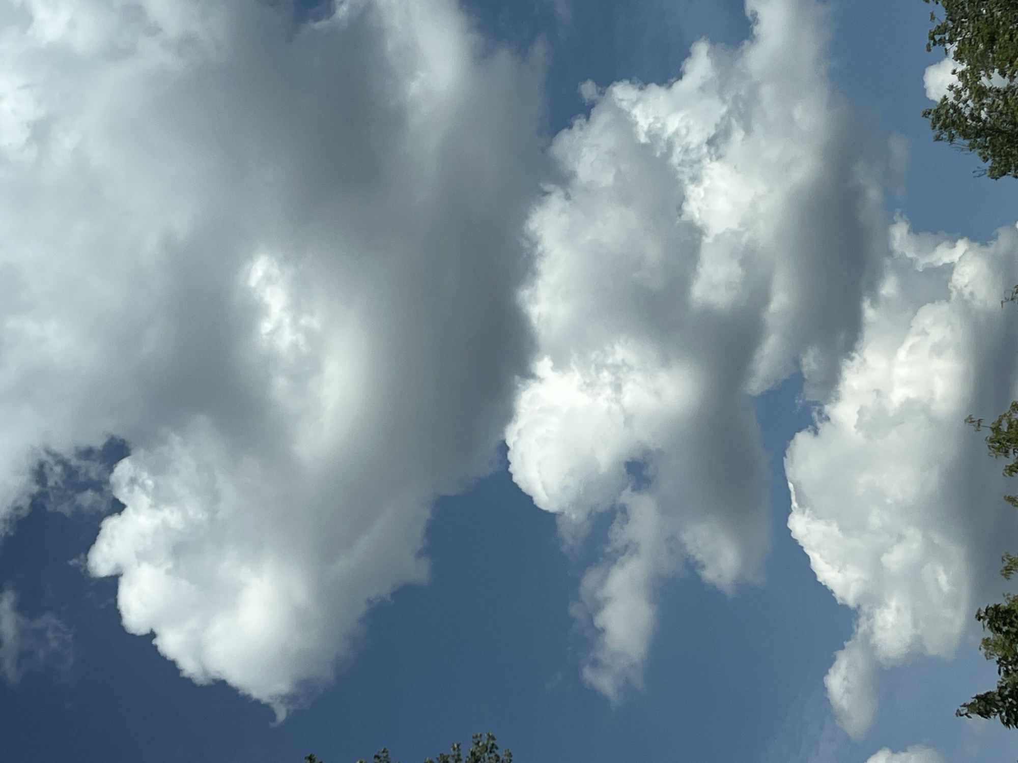 This is a close-up, vertically oriented, eye-level shot of a bright blue sky filled with large, fluffy cumulus clouds. The clouds are white and grey, with some areas appearing darker and more shadowed, suggesting depth and texture. The light is bright, indicating it is daytime, likely sunny. The bottom of the image shows the tops of green trees and foliage, suggesting an outdoor setting. There are no people or specific objects visible within the frame other than the natural elements of sky, clouds, and trees. The scene appears to be set in Warsaw, Poland, due to the presence of lush greenery and deciduous trees typical of the region's climate.