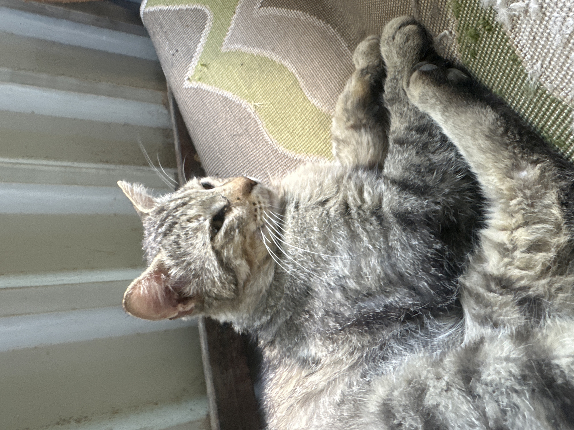 A tabby cat rests on a patterned cushion, likely outdoors given the corrugated metal sheeting visible in the background. The cat's fur is a mix of gray, black, and brown stripes. Its eyes are partially closed, and its paws are crossed. The cushion has a woven texture with abstract green and beige designs. The scene appears to be in a residential area. Based on the information provided, this image was taken in the city of Comrat, Moldova.