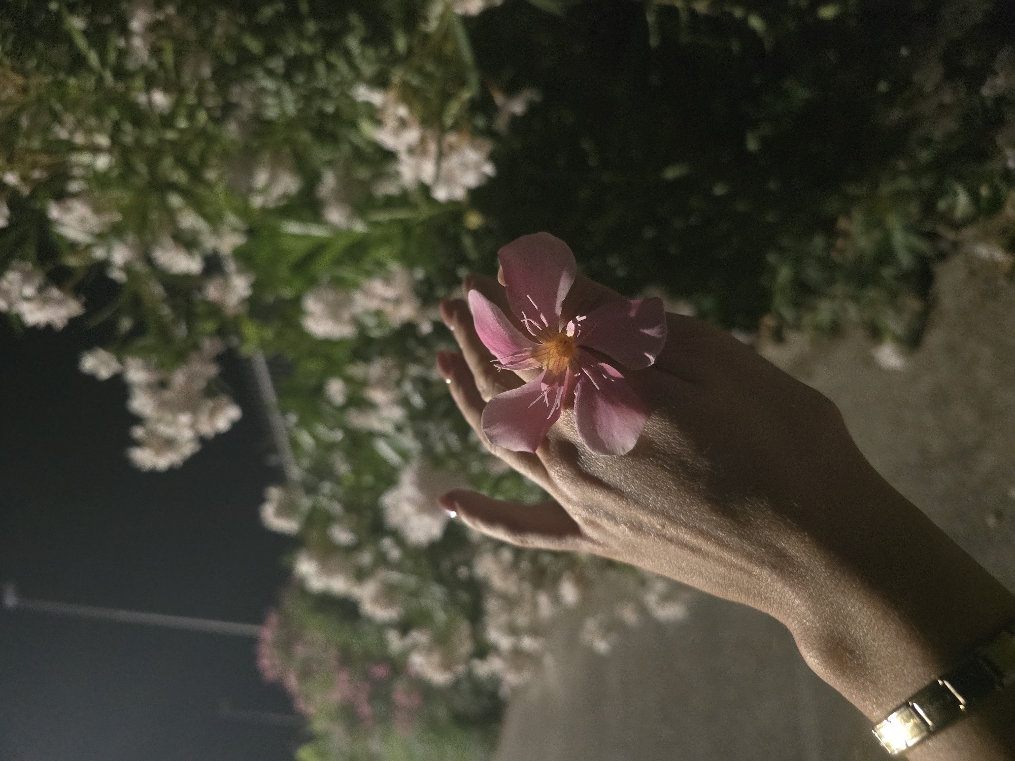 A person's hand, adorned with a gold bracelet, holds a pink oleander flower against a backdrop of oleander bushes at night. The image was taken on Via dei Gigli in Salerno, Italy.