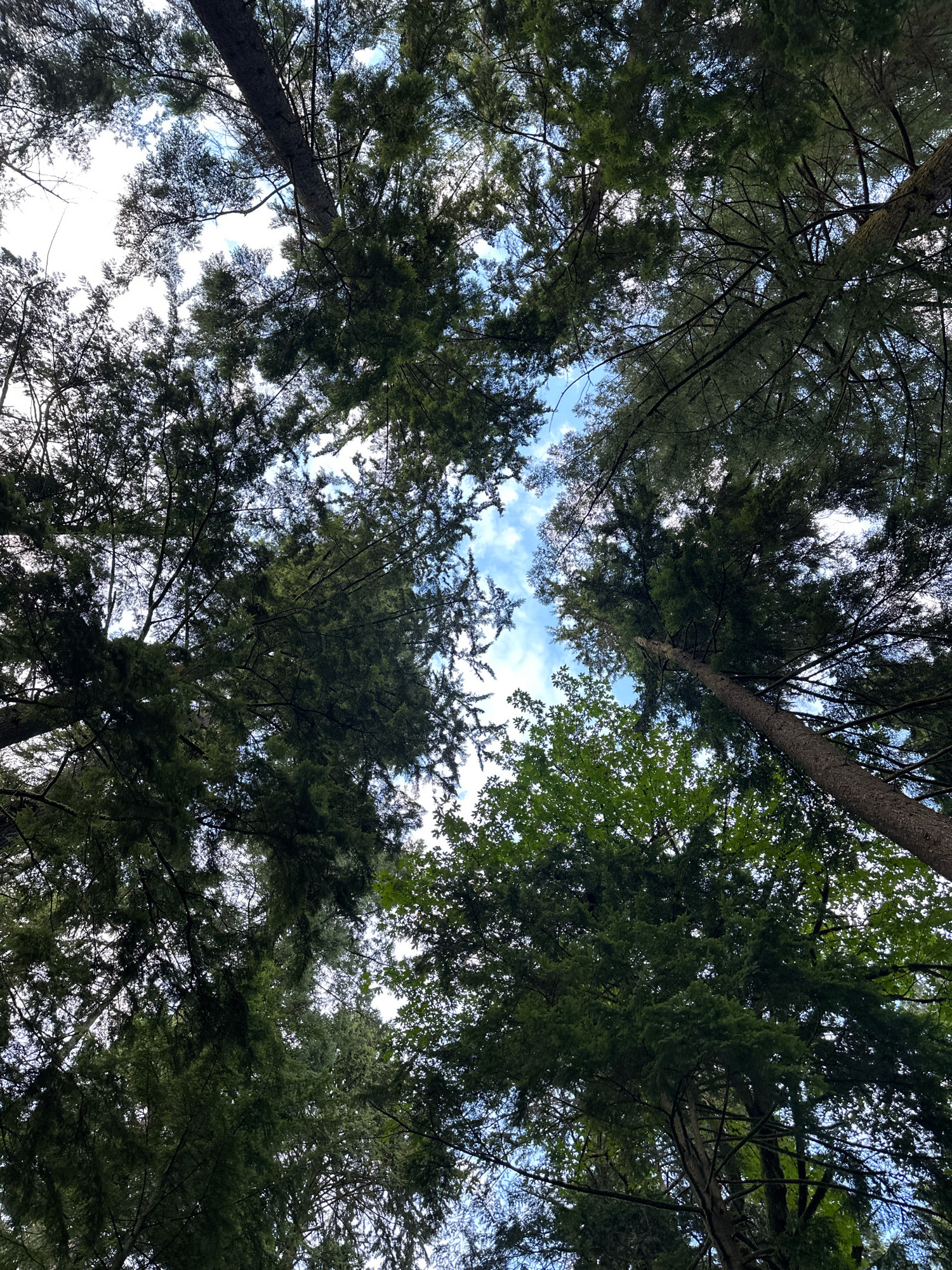 This is an upward-looking shot of a dense forest canopy against a blue sky with scattered white clouds. The trees are tall and appear to be conifers, with dark green foliage and rough bark. The sunlight filters through the branches, creating a dappled effect. There are no people or man-made objects visible in the image. The scene suggests a natural, wooded environment, possibly a park or wilderness area.