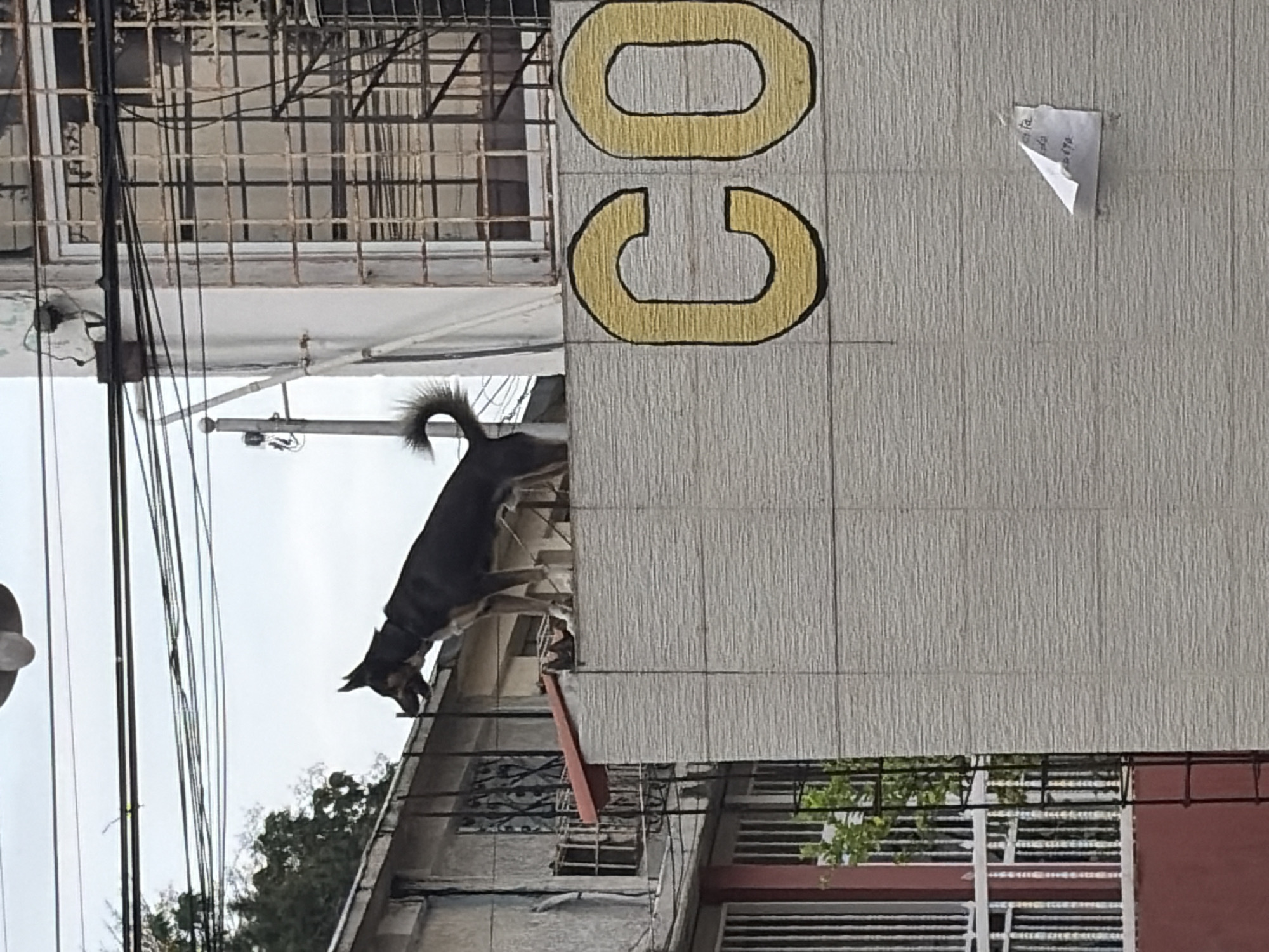 A medium, tilted, full outdoor shot shows a street scene in Guayana City, Venezuela, with a black dog standing on a roof abutting a light gray building with large yellow letters "OC" painted on the side. A scrap of paper is stuck to the right side of the building. Overhead electrical wires are at the left. The buildings have metal grates on the windows, and a few small trees or bushes are growing.