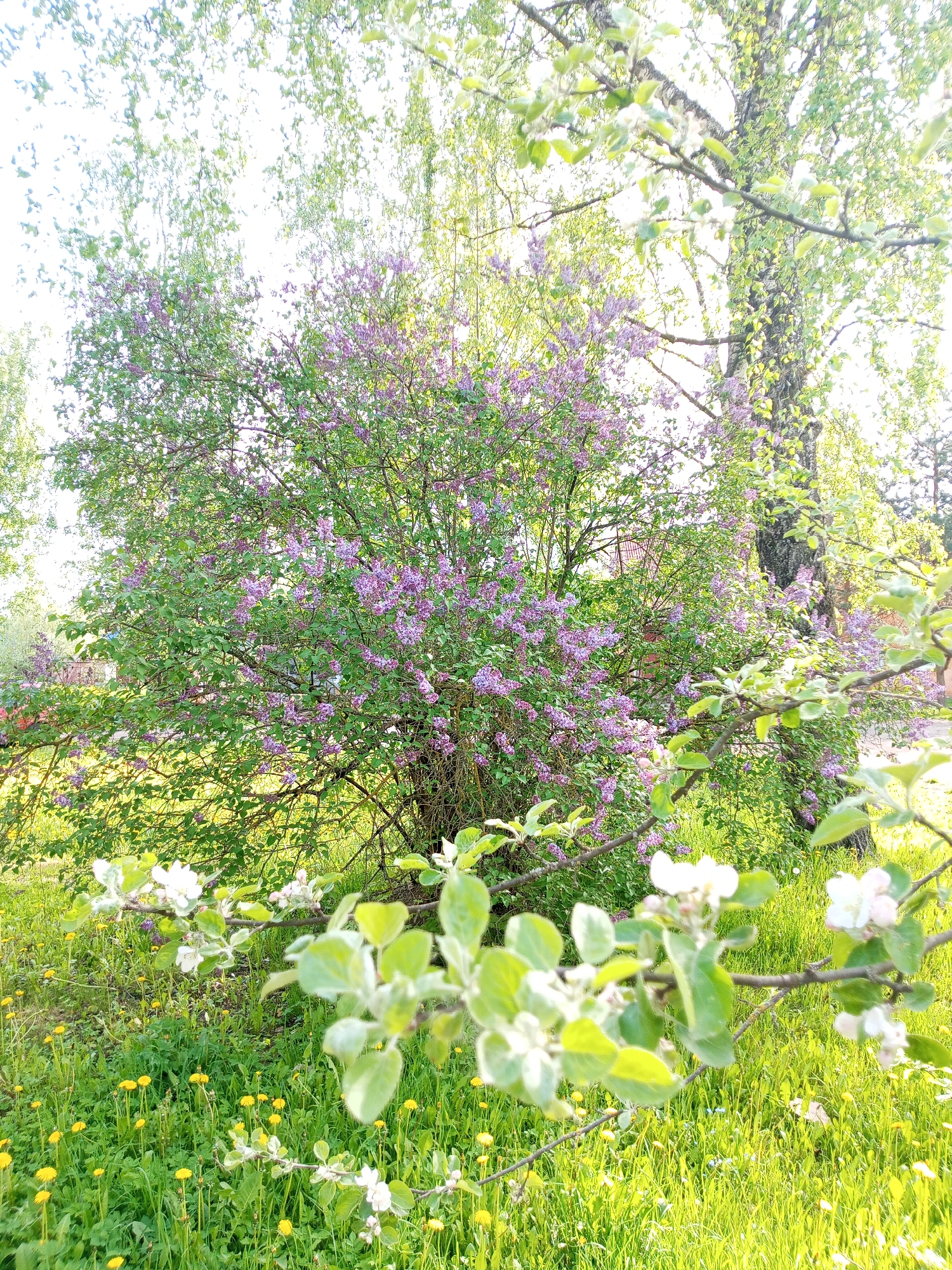 The image depicts a lush, sunlit scene in Kommunar, Russia. A large lilac bush, blooming with purple flowers, dominates the center. In the foreground, a branch with white blossoms and green leaves is visible. Below, a field of green grass is dotted with yellow dandelions. Trees with green foliage are present in the background.