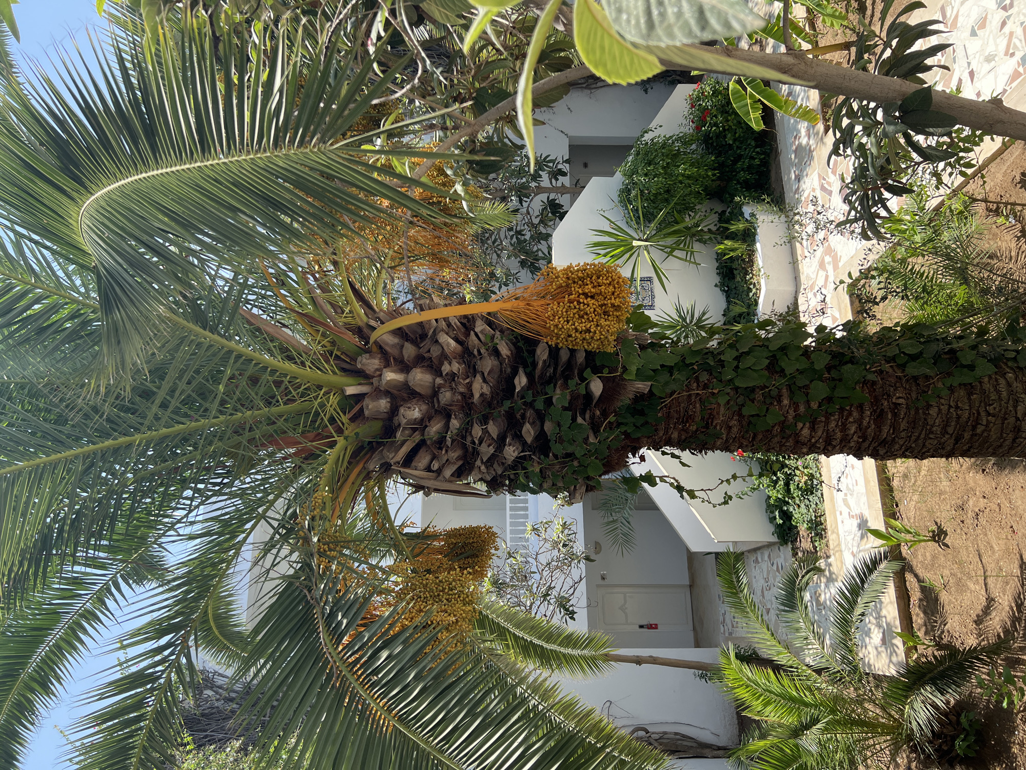 The image shows a courtyard area with a large palm tree in the foreground. The palm tree has clusters of yellow fruit hanging from it. Behind the palm tree, there is a white building with a staircase leading up to an entrance. Greenery and other plants are visible around the courtyard, including smaller palm trees and bushes. The ground is paved with tiles. The scene appears to be a sunny day. This scene is located in Hiboun, Tunisia.