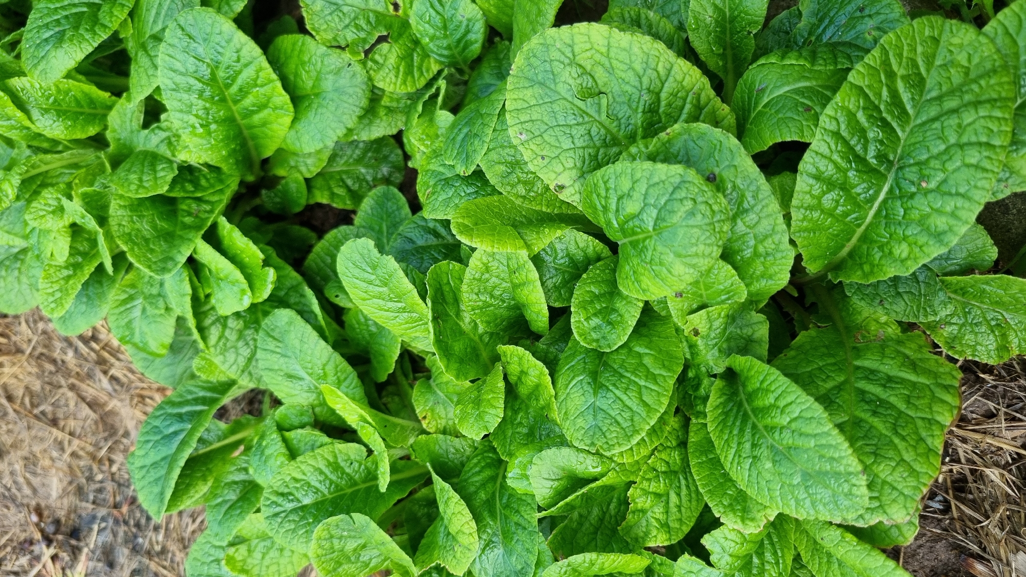 A close-up, top-down shot captures a dense cluster of vibrant green leaves. The leaves are broad and ovate with deeply textured, crinkled surfaces and slightly serrated edges. They are densely packed, creating a lush carpet with some leaves overlapping others. The overall impression is of a healthy, vigorous plant. The background shows glimpses of dry, brown soil and possibly some organic mulch, suggesting an outdoor setting, likely in a garden or natural area. There are no people, animals, or man-made objects clearly visible. The lighting is even, highlighting the rich green color and the intricate details of the leaf veins. The location is stated as Солнечная Поляна-3 Снт, Russia.