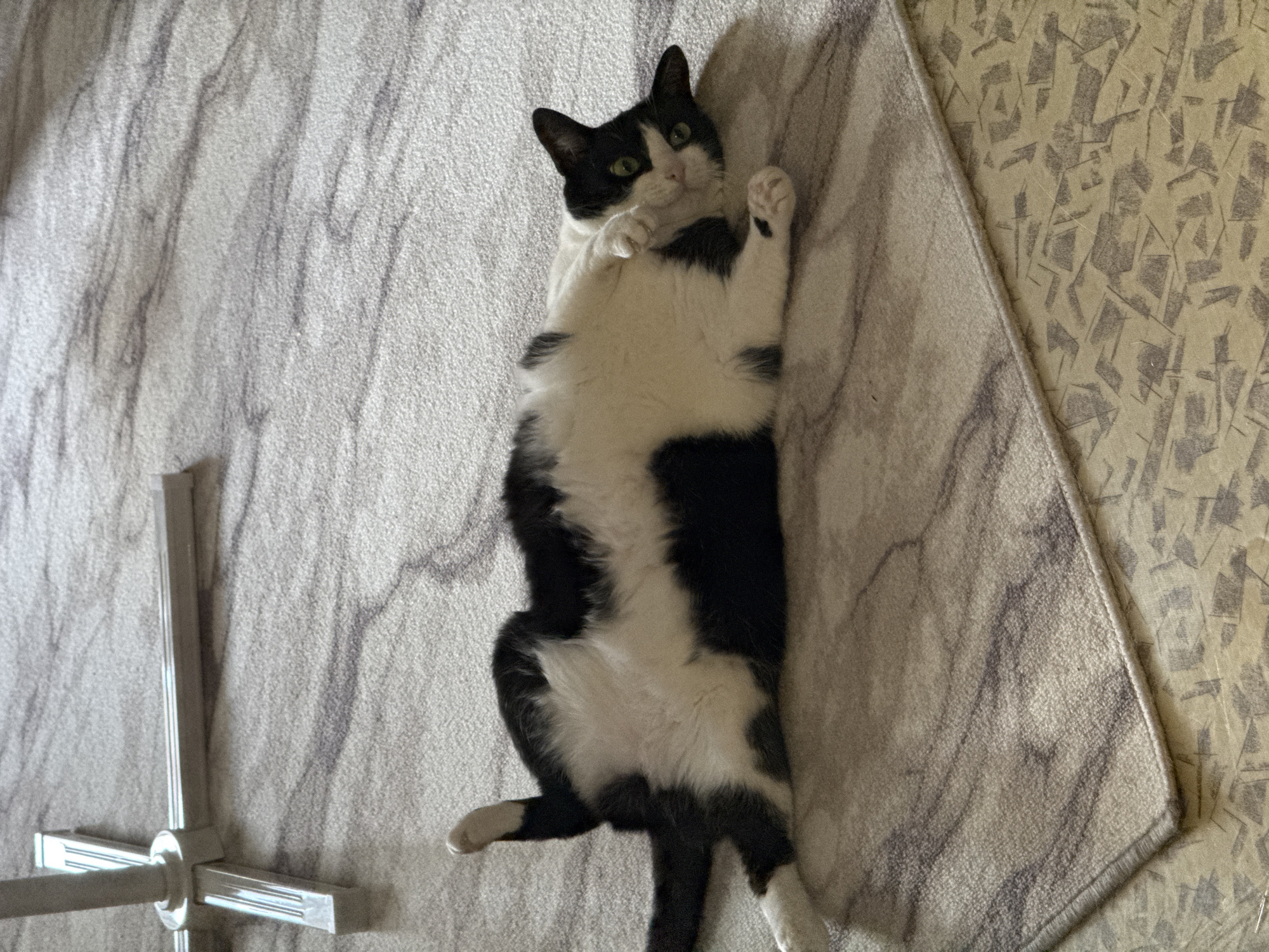 A black and white cat is lying on its back on a rug. The rug has a grey marble pattern. There's a metal stand with four arms in the lower left corner. A portion of a patterned surface, possibly a wall, is visible in the upper right corner. The location is Chaikovsky, Russia.