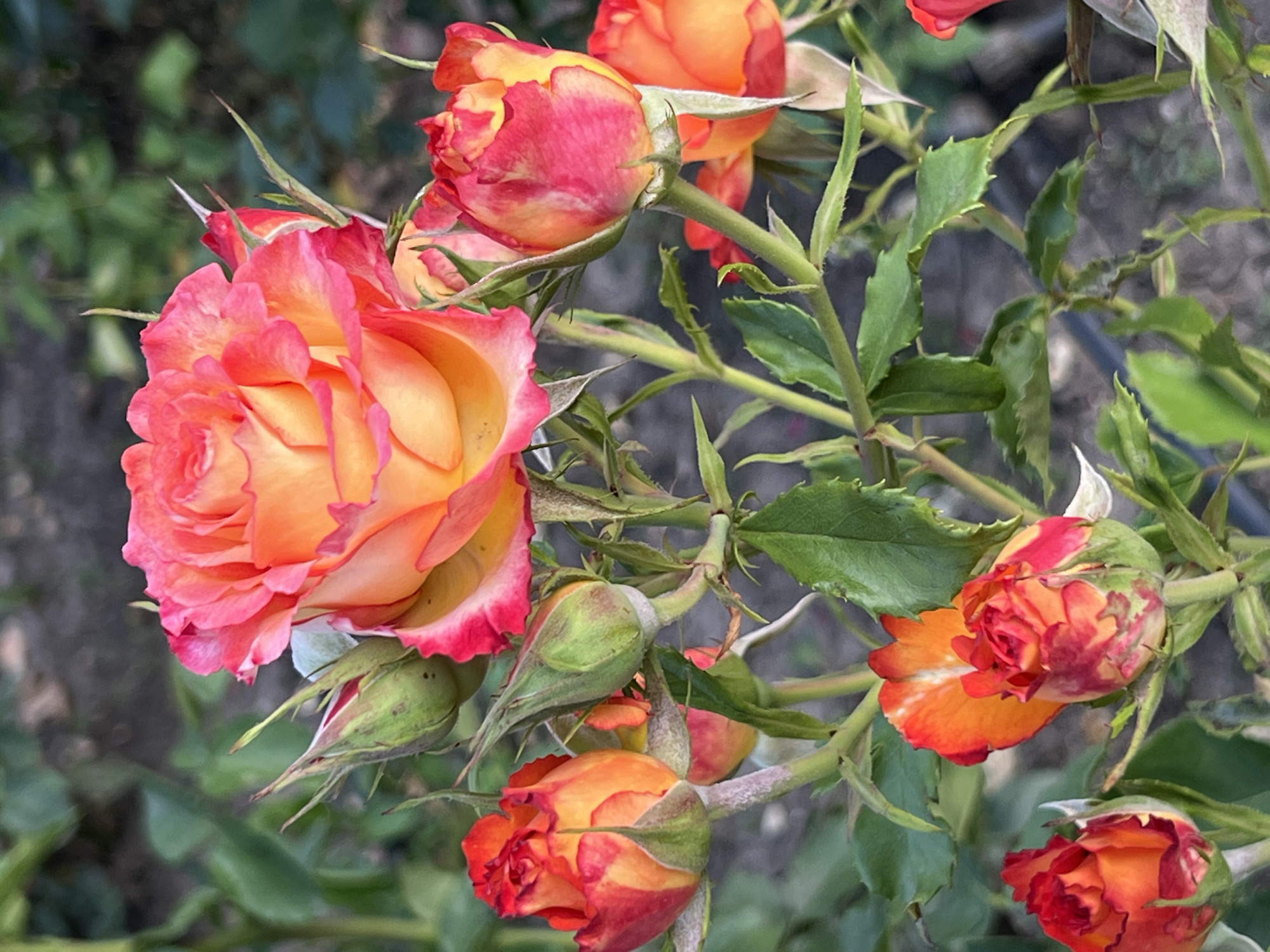 This is a close-up photograph of a bush with multiple roses and rosebuds in various stages of bloom. The roses display a gradient of colors, transitioning from deep pink and red at the edges to vibrant orange and yellow towards the center of the petals. The leaves are green and appear to be slightly serrated. The background is out of focus, showing hints of dark soil and more green foliage. There is no indication of a specific location within the city of Krasnodar, Russia. The image focuses solely on the botanical subjects.