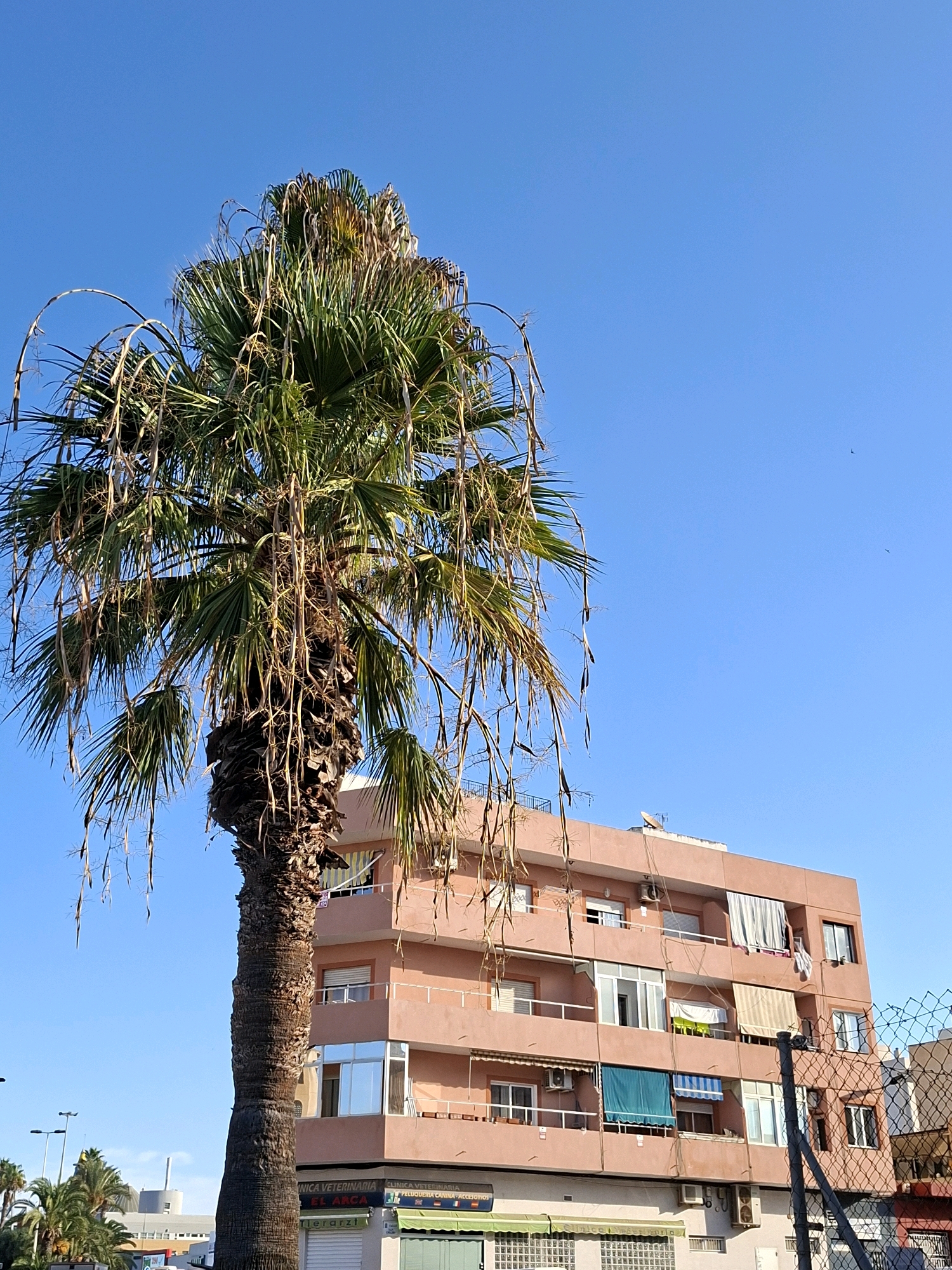 A sun-drenched, clear blue sky dominates the upper portion of the image, providing a backdrop for a tall, mature palm tree positioned in the left foreground. The palm tree's trunk is thick and textured, with weathered bark. Its fronds are a vibrant green, though some appear dry and are hanging down, giving the tree a somewhat dishevelled appearance. Behind the palm tree, on the right side of the frame, is a multi-story building with a peach-colored facade. The building features multiple balconies with awnings, some of which are extended. Windows of various sizes are visible, some reflecting the bright sky. The ground floor of the building appears to house commercial establishments, with signage that includes the words "CLINICA VETERINARIA" and "EL ARCA". A chain-link fence runs along the right edge of the image, partially obscuring the building and foreground. In the far background, on the left, there are more palm trees and parts of other buildings, suggesting an urban or semi-urban environment. Two small dark shapes, possibly birds, are faintly visible in the sky. The overall scene depicts a bright, sunny day in a coastal or Mediterranean city, likely Torrevieja, Spain, given the presence of palm trees and the architectural style.