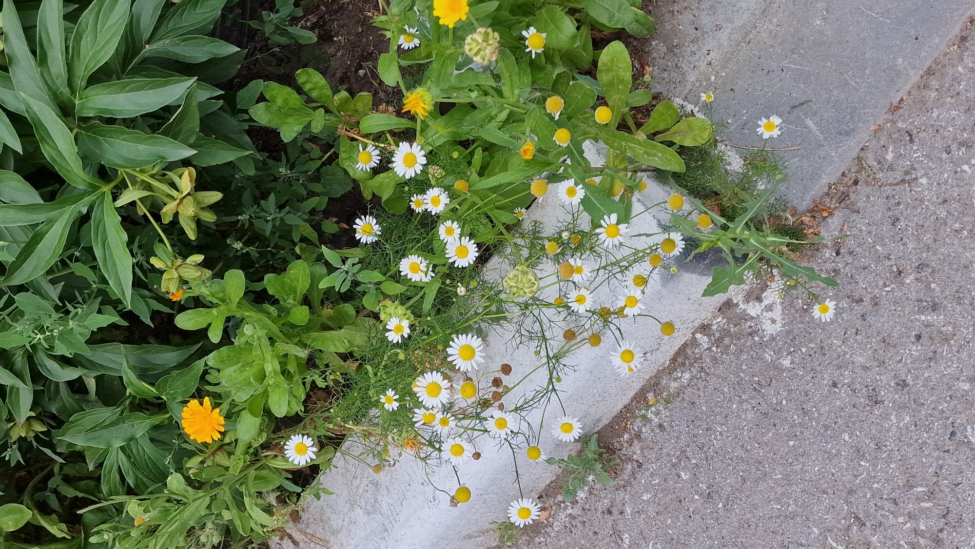 In Kostanay, Kazakhstan, a curb separates a patch of urban garden from a concrete sidewalk. Daisies, with their white petals and yellow centers, bloom profusely along the edge of the curb, some trailing onto the sidewalk. Interspersed among the daisies are other green plants and a single bright orange calendula flower. The garden area also contains larger, dark green leaves, possibly from a peony plant, and seed pods. The scene is natural and uncultivated, suggesting a wild growth of flowers in an urban setting.