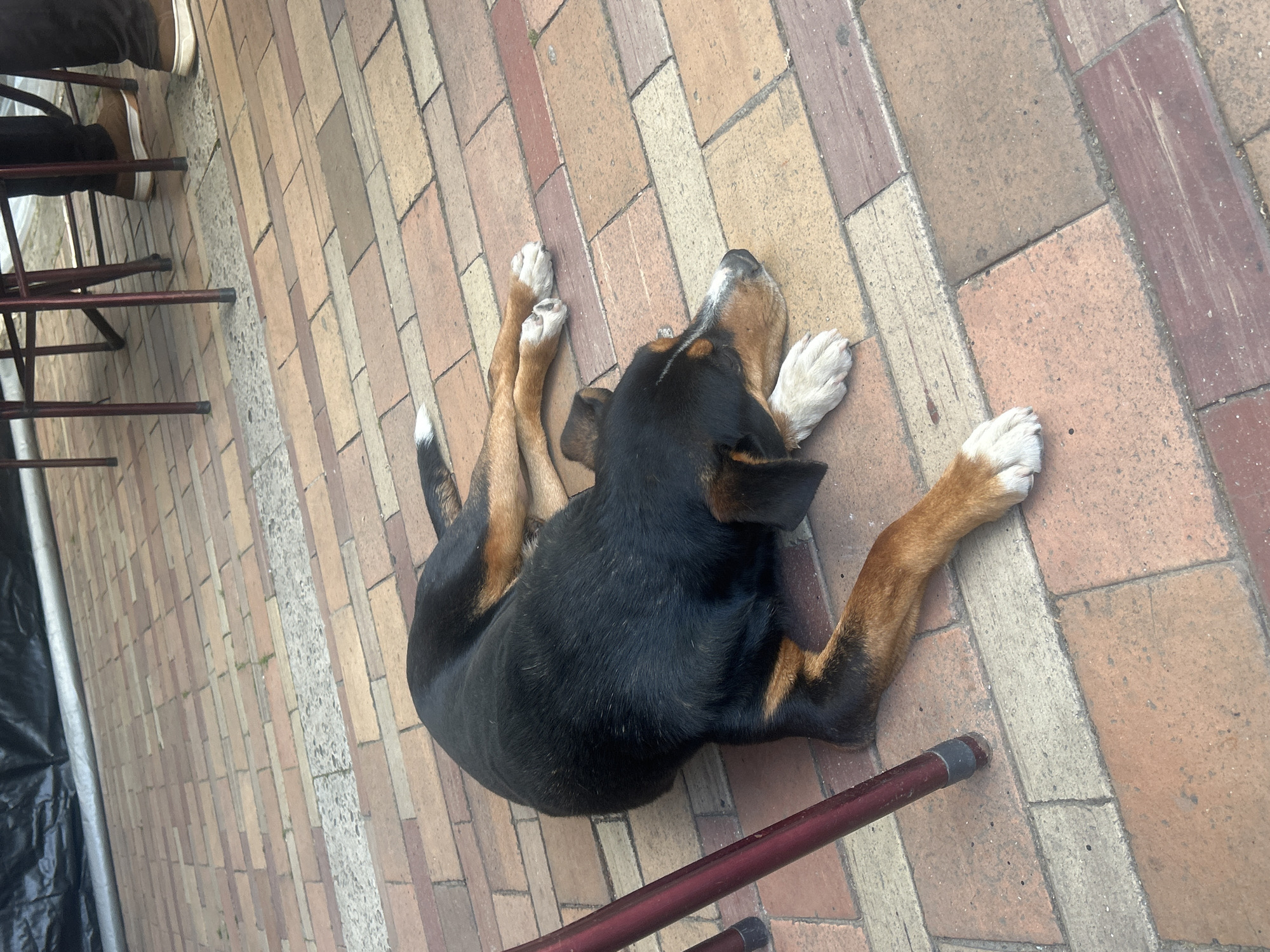 A dog is lying on a brick walkway. The dog has black fur on its back and tan fur on its legs and face. Its paws are white. The dog's head is tilted back, and its legs are splayed out. In the background, there are tables and chairs. There is no indication of the city of Loznitsa, Bulgaria.