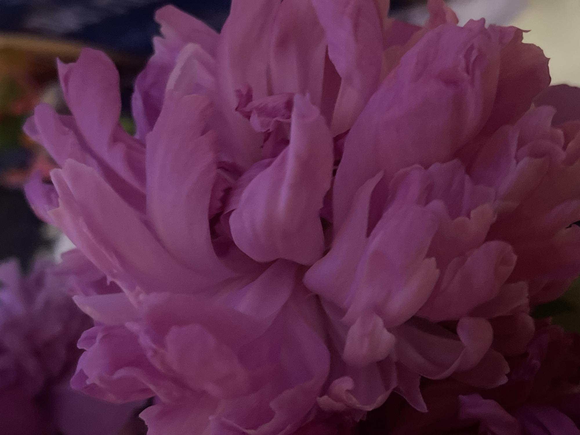 The image is a close-up, macro photograph of a vibrant pink peony flower. The petals are densely packed and ruffled, creating a soft, velvety texture. The lighting emphasizes the delicate curves and folds of the petals, with some areas appearing lighter and almost translucent while others are in deeper shadow, adding depth to the bloom. The background is out of focus, with soft washes of color that suggest other flowers or foliage, and possibly a dark background element like a vase or drapery. There are no people, actions, or interactions depicted in the image. The location in Minsk, Belarus cannot be determined from the visual information provided in the image.