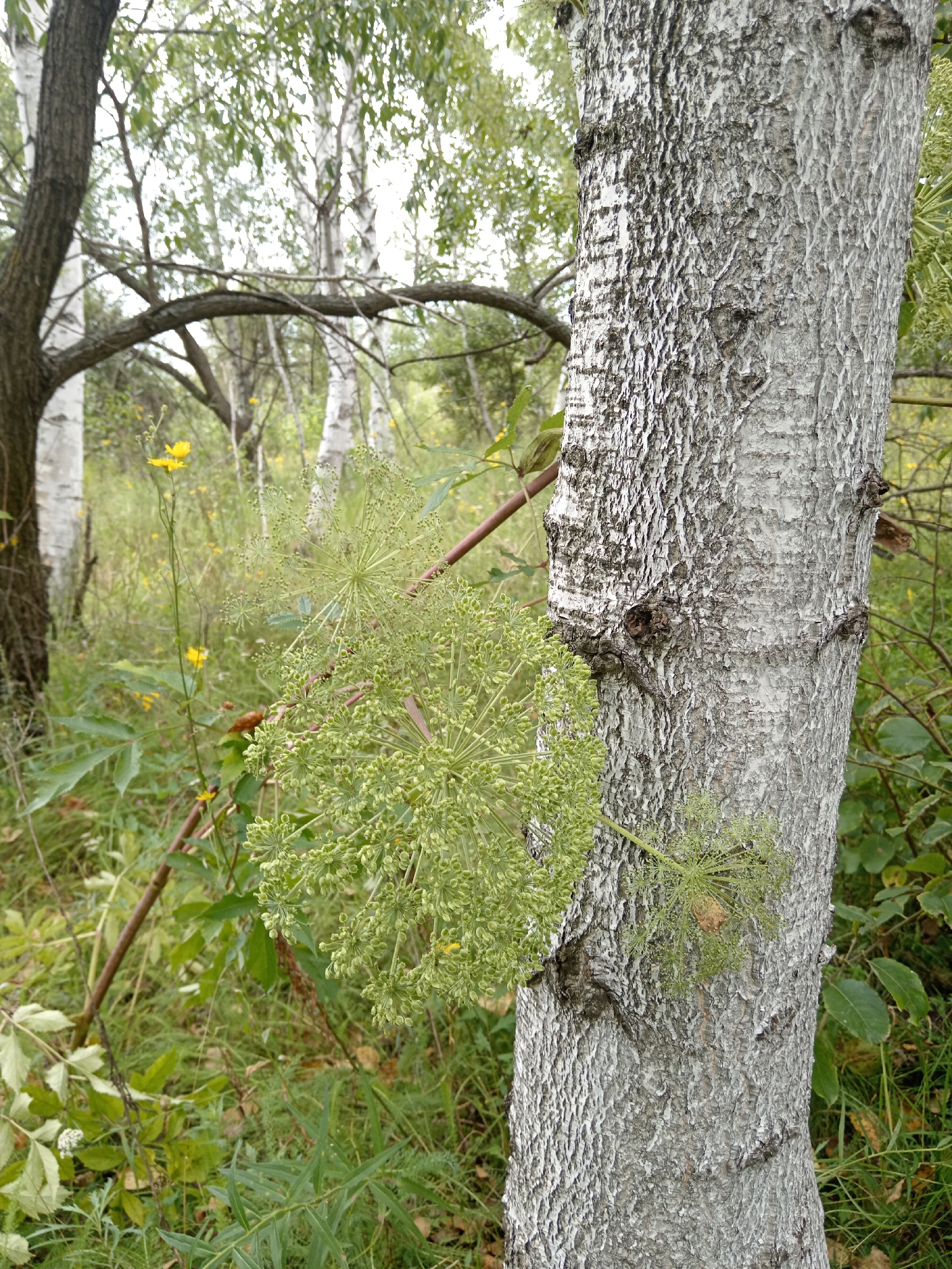 In a woodland setting in Nikolskoye, Russia, a mature tree with textured gray bark stands prominently in the foreground. To its right, a large, spherical cluster of green seed heads from a plant with thin stems is visible. In the background, several slender birch trees with white bark are interspersed among green foliage and grass. A few small yellow flowers dot the grassy area. The overall scene depicts a natural outdoor environment.