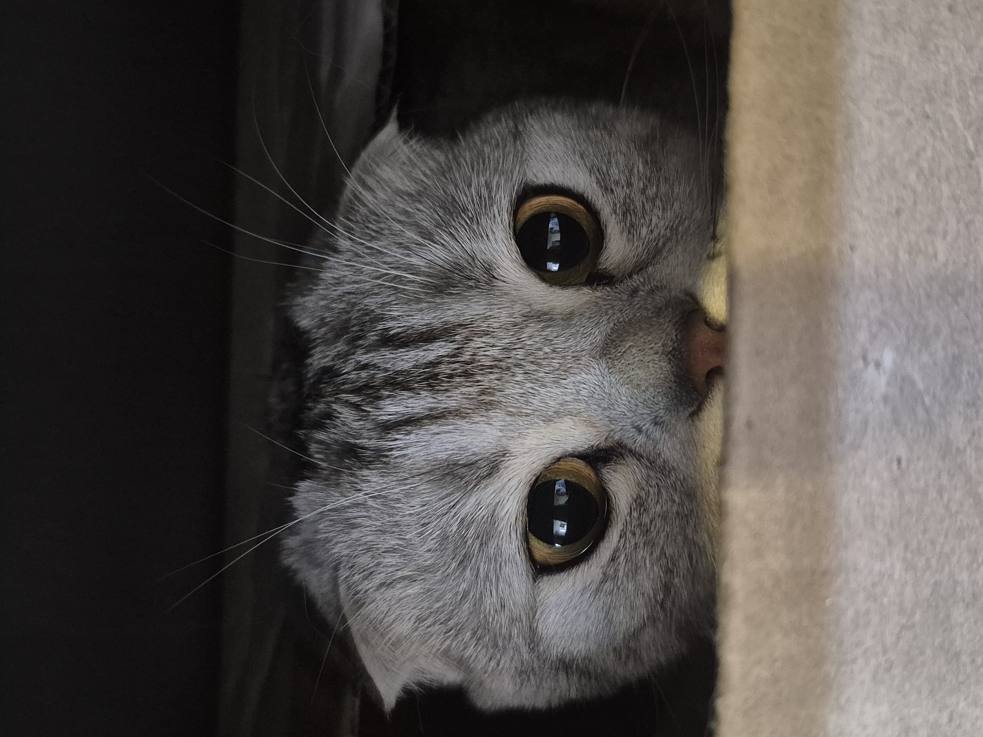 A close-up, slightly rotated portrait captures a gray tabby cat peering out from a dark enclosure. The cat's head is the primary subject, with its large, golden-amber eyes dominating the composition. The cat's fur is short and dense, displaying a distinct tabby pattern. To the left of the cat's face is a shadowed, dark area, while to the right, a light-colored, textured surface partially obscures the view. The image does not provide sufficient information to confirm its location in the city of Chaikovsky, Russia.
