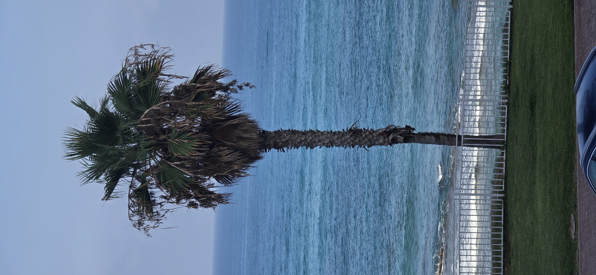 A full shot depicts a lone palm tree standing tall against a clear blue sky and the ocean. The tree's trunk is rough and textured, with sparse leaves at the crown, some of which appear dry and withered. Below the palm tree, a white metal fence separates a patch of green grass from the shoreline. Gentle waves break upon the rocky beach, creating a frothy white edge. The ocean stretches out to the horizon, a vast expanse of deep blue. The scene is tranquil, with no people or animals visible. This image was captured in Bat Yam, Israel, a city known for its coastal beauty and Mediterranean climate.