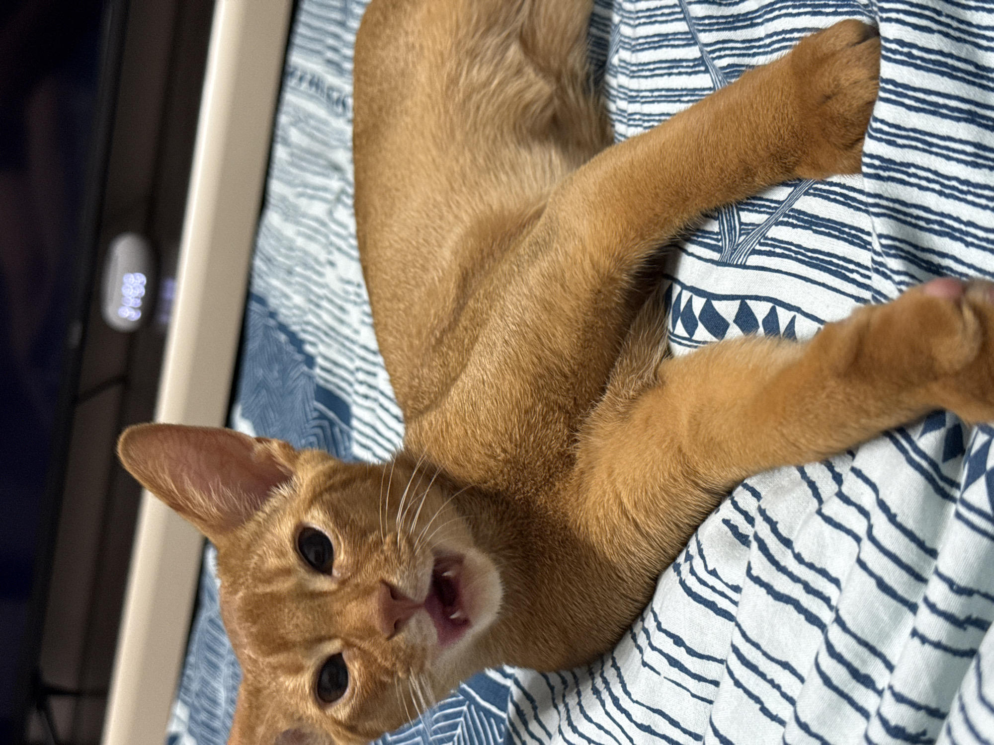 This media file shows a close-up, angled shot of an orange tabby cat lying on a striped blue and white blanket. The cat's mouth is open, as if it is meowing or yawning, revealing its pink tongue and small teeth. Its large, dark eyes are looking directly at the camera. The cat's ears are perked up, and its whiskers are spread wide. The blanket appears to be made of cotton and has a pattern of thin blue stripes interspersed with wider bands of a dark blue geometric design. A portion of a light-colored surface, possibly a bed frame or furniture, is visible on the left side of the image, along with a blurred dark object that may be a screen or a piece of furniture with some illuminated buttons. The lighting suggests it is daytime or an indoor setting with artificial light. The cat's expression is curious and alert. There is no visible text in the image. The location context is Stary Oskol, Russia.