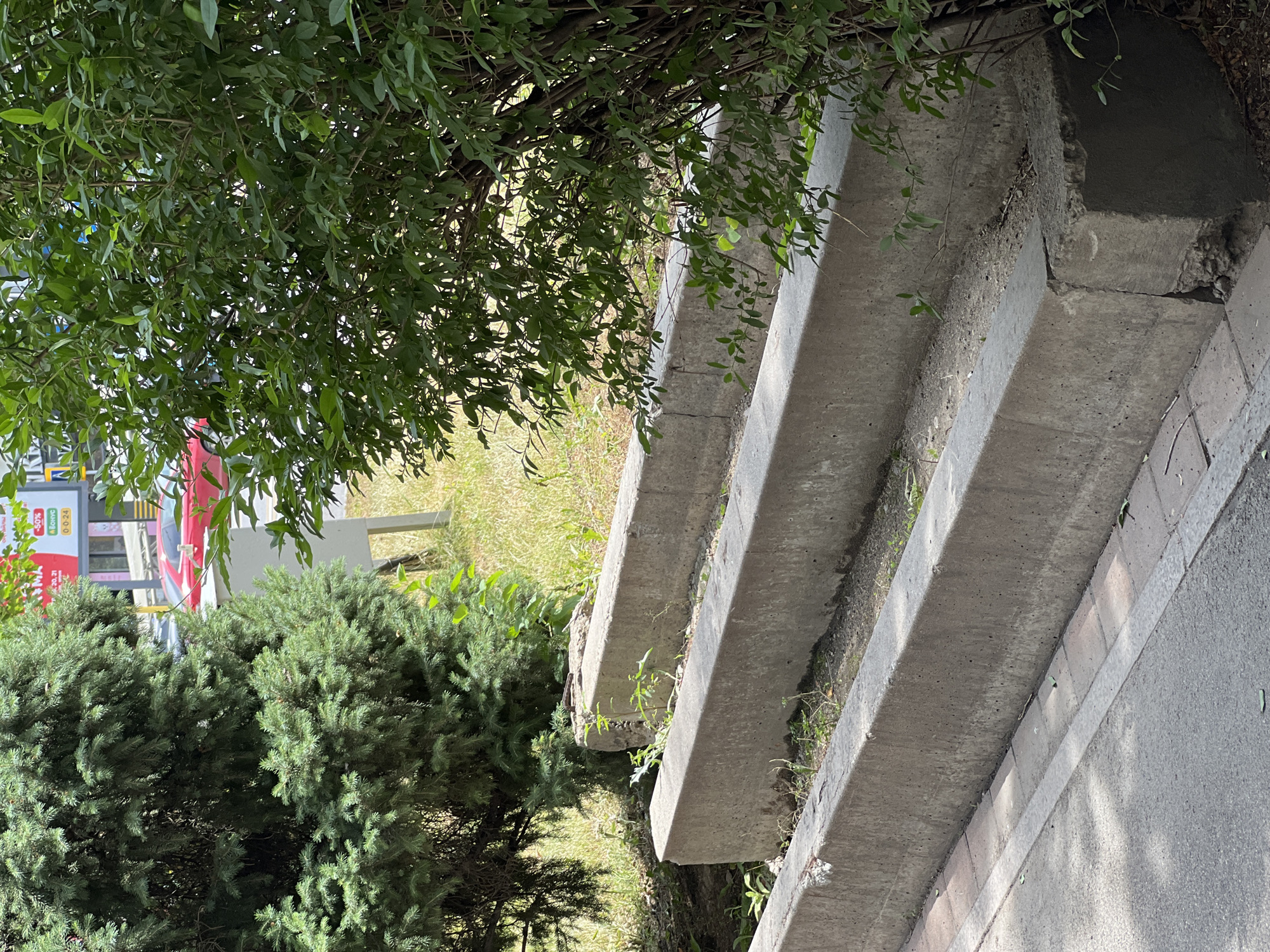 The image depicts a set of concrete stairs with dirt and weeds growing in the crevices, located in an outdoor urban environment. To the left, a dark green fir tree dominates the frame, its branches dense and reaching downwards. Adjacent to the stairs and to the right, a lush green bush with small leaves is partially obscuring the view. In the background, a red car is visible behind a light gray utility box. The stairs appear to be in a state of disrepair, with some edges chipped and worn. The overall setting suggests a slightly neglected corner of a city, possibly a park or a public space in Almaty, Kazakhstan. The lighting indicates it is daytime, with shadows cast by the foliage. There are no people visible in the image.