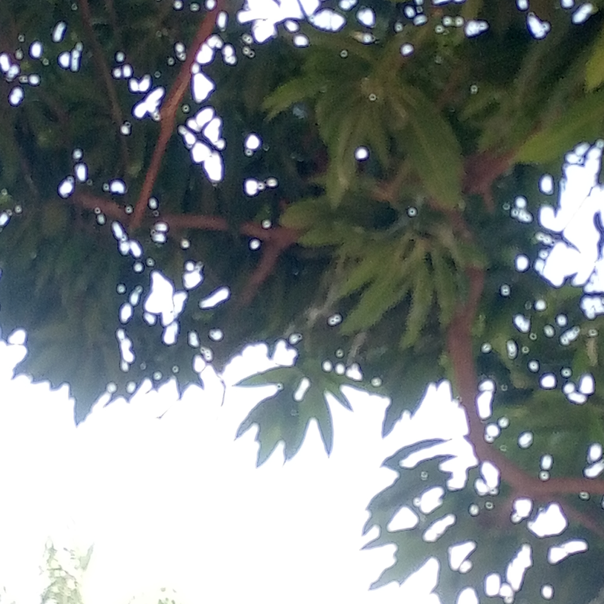 This media file captures a close-up, upward-looking view through the foliage of a tree, set against a bright, overexposed sky. The primary subjects are the dark green leaves and reddish-brown branches of the plant. Many of the leaves exhibit distinct lobed or deeply incised shapes.
The scene depicts natural outdoor lighting, suggesting it is daytime with bright sunlight filtering through the canopy. This strong light creates numerous out-of-focus, bright circular and irregular spots, characteristic of lens flare or bokeh effects. Some of these bright spots show a faint purplish outline. The overall focus is soft, giving the image an ethereal quality. No specific activity or event is taking place beyond the static presence of the tree. There are no human subjects, animals, or visible text. The location context for this image is Mararaba, Nigeria.