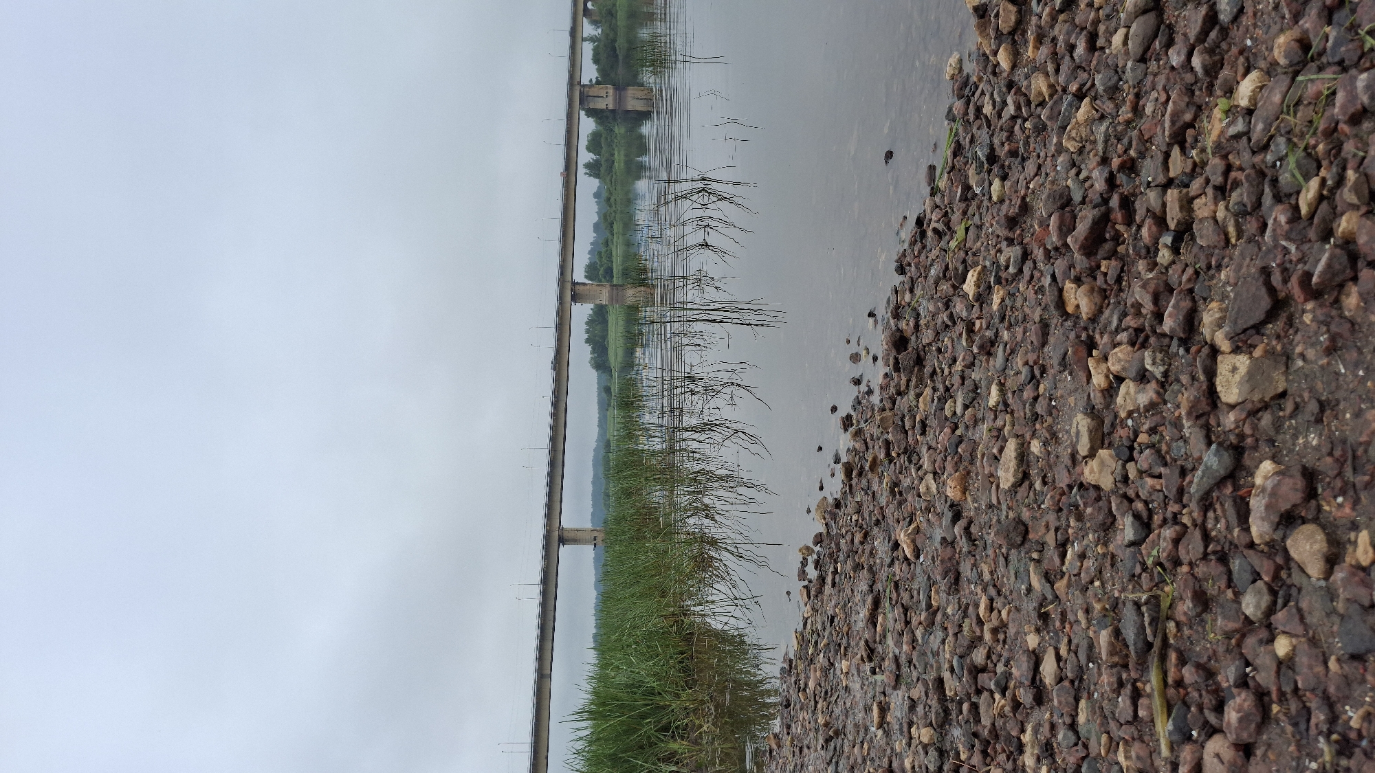 The image captures a view of a river with a bridge in the background, likely near the city of Selishchi, Russia. In the foreground, a rocky shore is visible, with numerous pebbles and stones of varying sizes and colors. The river water is calm and reflects the overcast sky and the vegetation along its banks. Tall green reeds and thin, dry grass stalks emerge from the water, their reflections creating a delicate pattern on the surface.
The bridge, a concrete structure supported by pillars, spans across the river in the middle ground. It appears to be an elevated road bridge, with streetlights visible along its length. Cars are faintly discernible on the bridge. In the distance, the far bank of the river is lined with trees and foliage, forming a green horizon under a cloudy sky. The overall atmosphere is serene and somewhat muted due to the overcast weather.