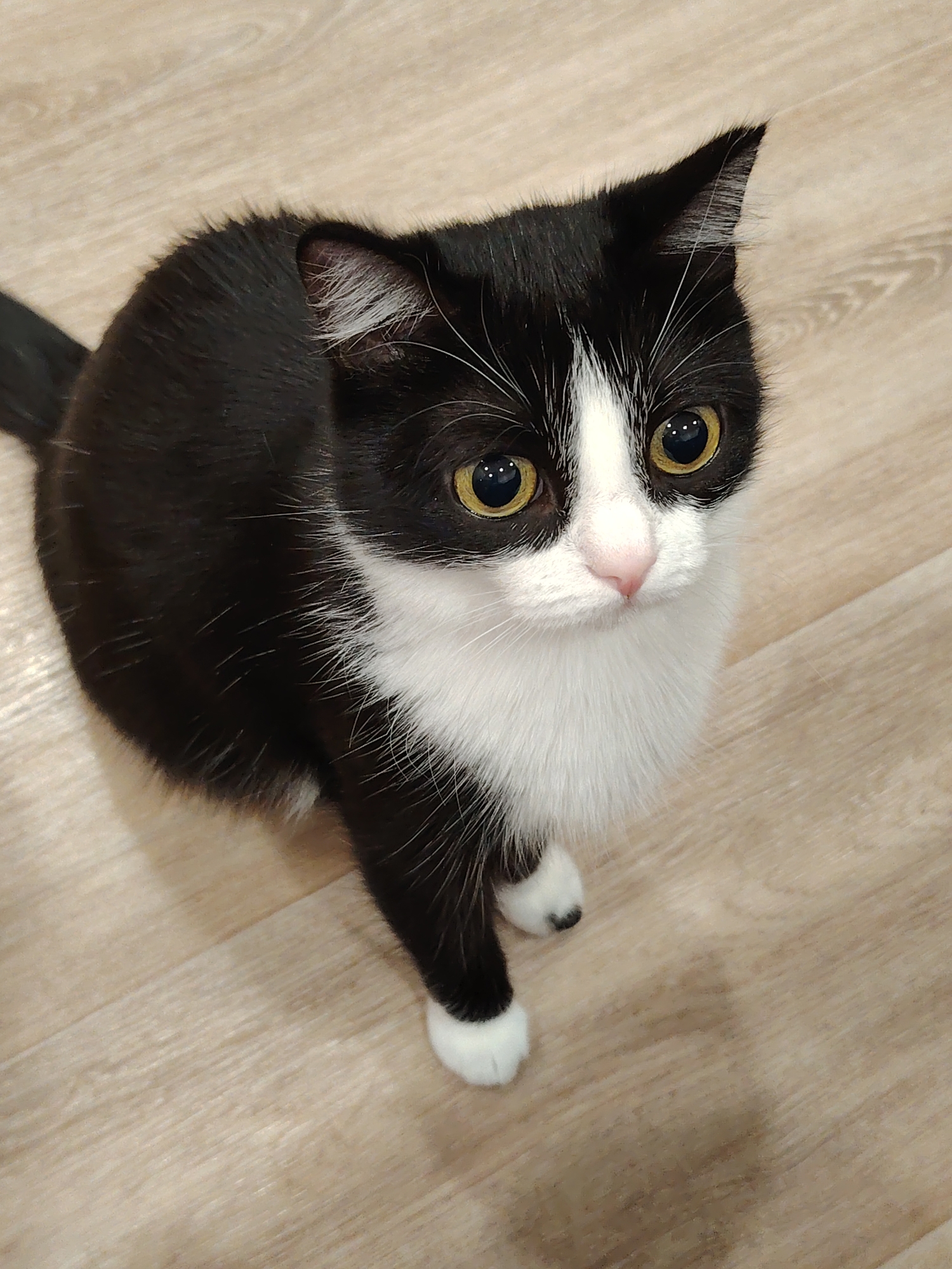 A black and white cat with bright yellow eyes sits on a light-colored wooden floor, looking upwards. The cat has black fur on its back, tail, and ears, with white fur on its chest, muzzle, and paws. Its face features black markings around its eyes and a white stripe down its nose. The floor has a wood grain pattern. The scene is indoors, with no specific city or location details available.