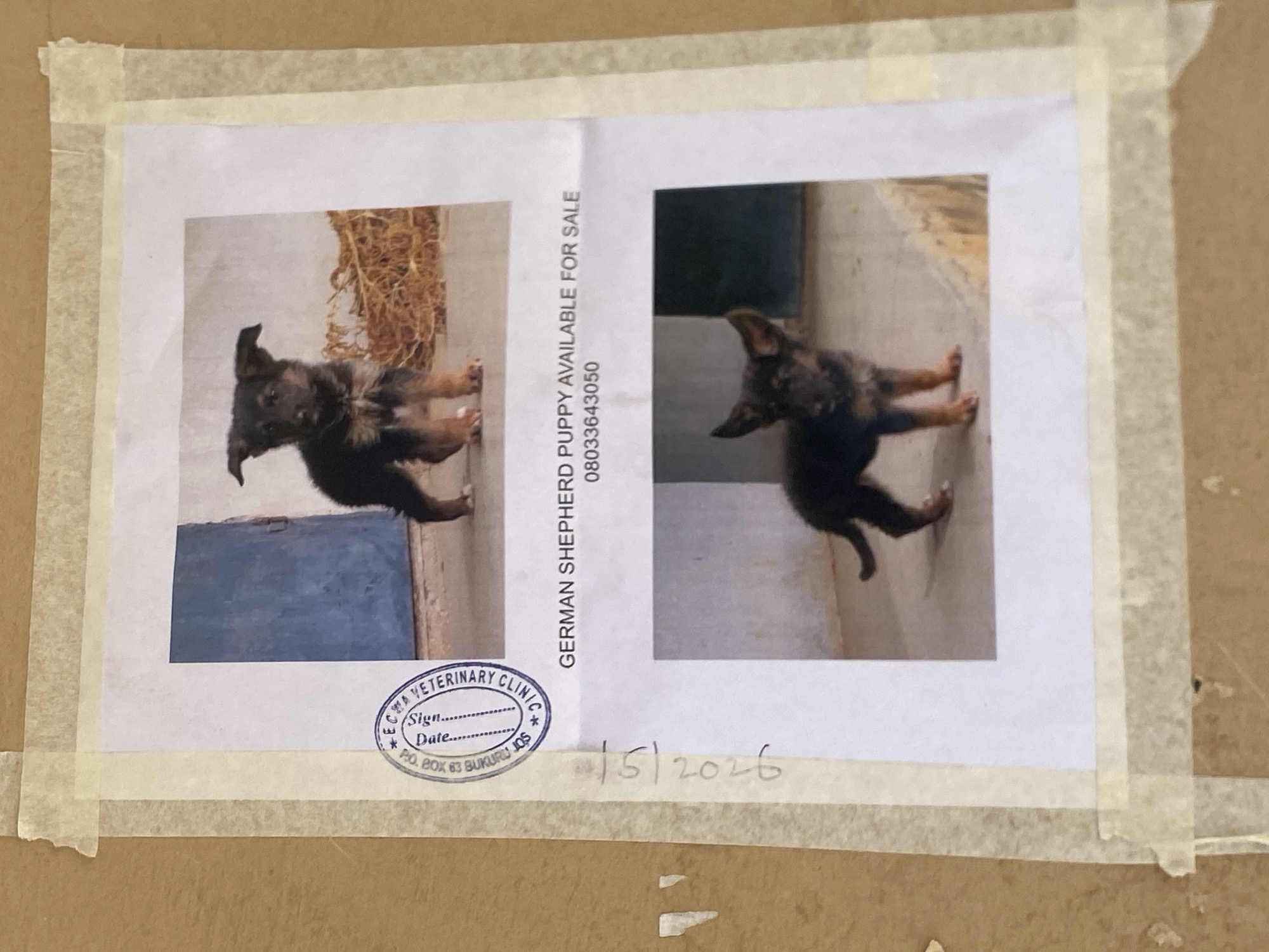 A photograph of a flyer taped to a cardboard surface. The flyer advertises German Shepherd puppies for sale with the phone number 08033643050. The flyer contains two photos of a German Shepherd puppy. The flyer is stamped by "ECHA Veterinary Clinic", located at P.O. Box 63 Bukuru, Jos. A handwritten date, "/5/2026" is present on the flyer.