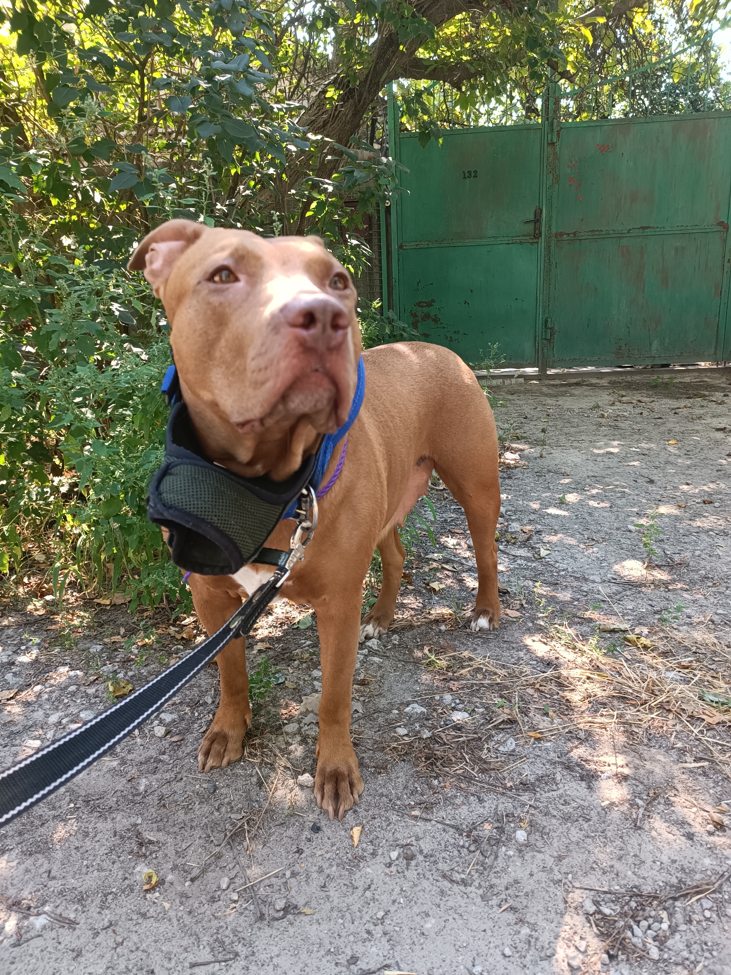 An adult, light brown pit bull breed dog stands on a gravel path in front of a weathered green metal gate with the number "132" stenciled on its left panel. The dog is wearing a dark muzzle and a blue collar, with a black and white leash attached. Lush green foliage borders the left side of the frame, and trees with dappled sunlight overhead create shadows on the ground. The scene appears to be an outdoor residential area in Zaporizhzhia, Ukraine.