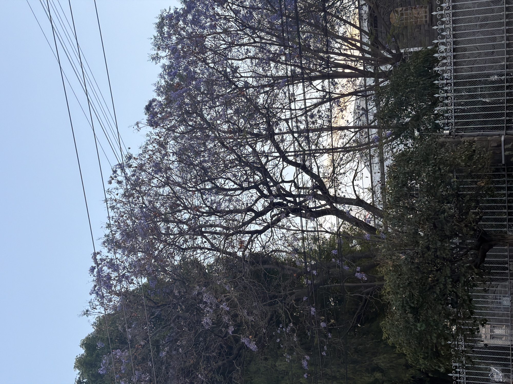 A slightly tilted, medium-shot photograph depicts the exterior of a building, partially obscured by trees, in what appears to be Puebla, Mexico. The sky is a pale blue. Power lines run from the upper left corner of the frame across the face of the foliage, consisting of the dense treetops of two trees, the one on the left possessing bare branches with sparse light purple blooms. A section of the building is visible to the right of the trees, including a wrought-iron railing. A secondary, darker, denser tree is partially visible between the bloomed tree and the building. The photograph is taken during the day.