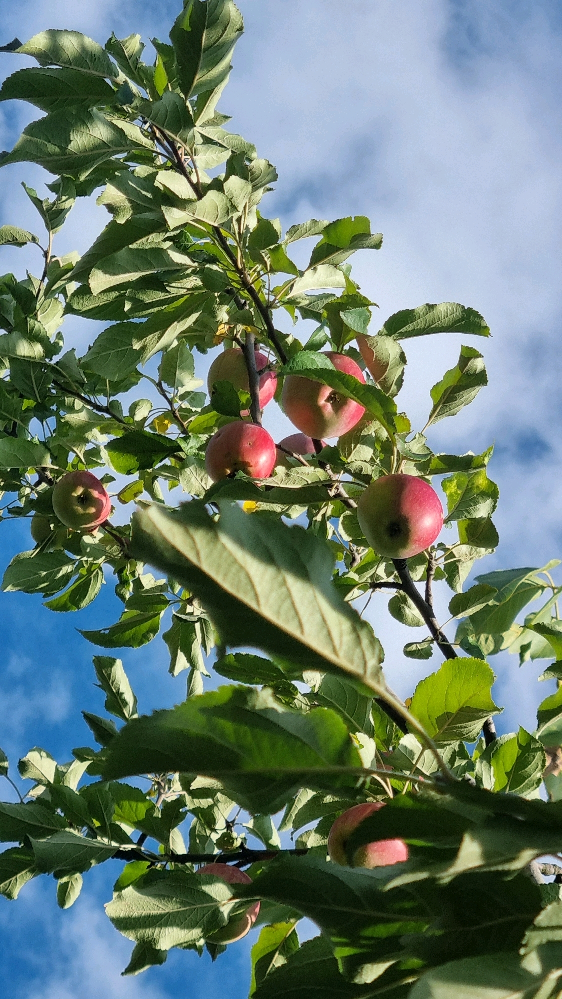 An upward-angle, eye-level shot captures a tree branch laden with ripening apples against a backdrop of a bright blue sky with scattered white clouds. The apples, varying in color from green to reddish-pink, are clustered amongst vibrant green leaves. Some leaves are in sharp focus, while others are softly blurred, creating a sense of depth. Sunlight filters through the foliage, casting dappled shadows on the leaves and fruit. The image appears to be taken outdoors, likely in a natural setting such as an orchard or a backyard garden, with no specific urban features visible to indicate the city of Smila, Ukraine.