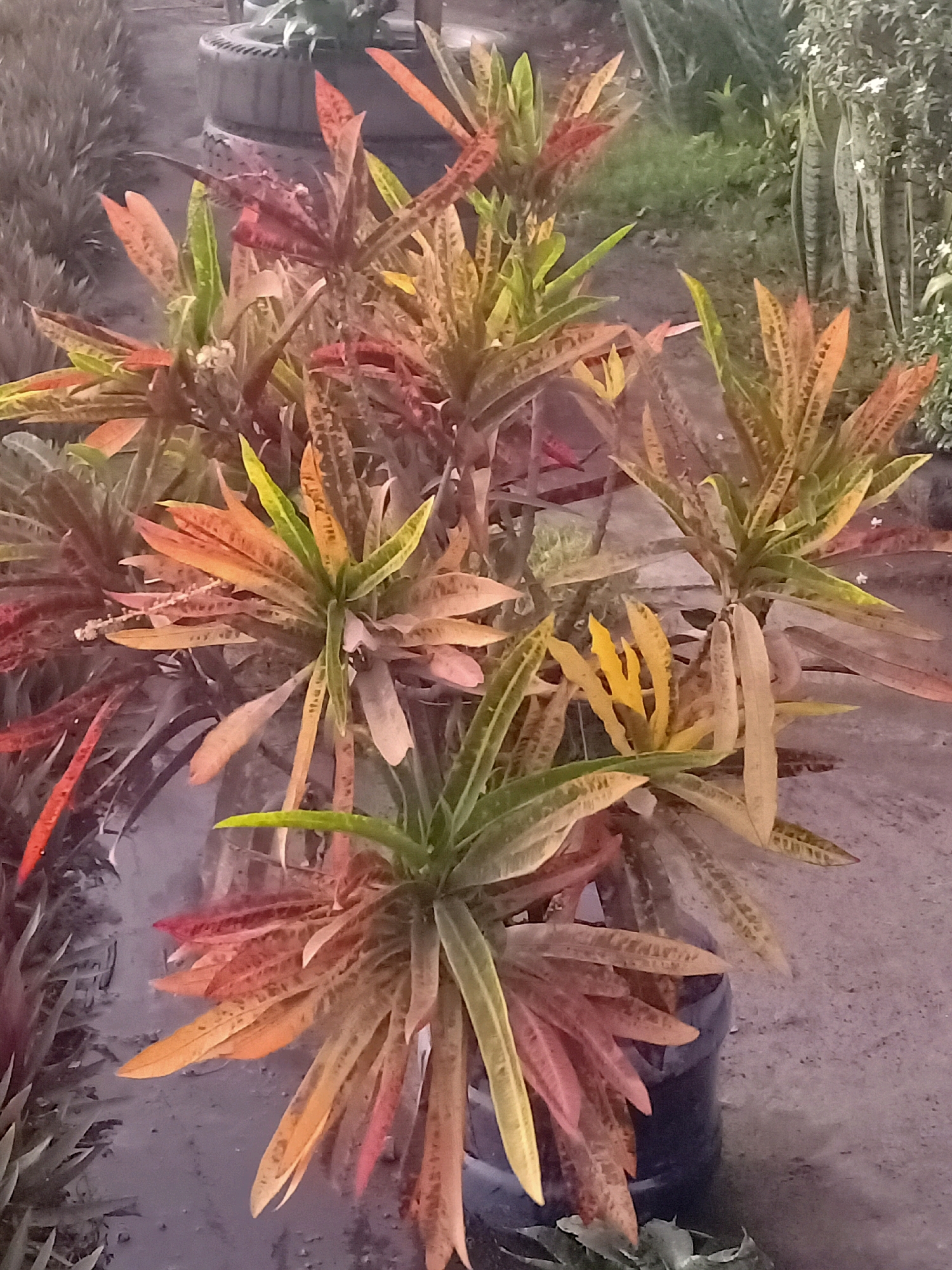 This is a medium-angle, eye-level, portrait-oriented photograph taken outdoors in Jarit, Indonesia. The primary subjects are a cluster of potted Croton plants. The plants feature long, lance-shaped leaves with a vibrant array of colors, including shades of green, yellow, orange, red, and burgundy. The leaves exhibit a speckled or variegated pattern. The plants are situated in dark-colored pots, one of which is visible in the lower right corner. The background consists of a rough, gray, paved surface, possibly a walkway or yard. To the left of the Croton plants, there is some out-of-focus foliage and a blurred tire. In the background, to the right, more out-of-focus vegetation is visible, including what appears to be a snake plant and other greenery with small white flowers. The lighting suggests it is daytime, though the overall image has a slightly muted, possibly overcast, quality. There are no people or animals present in the scene.