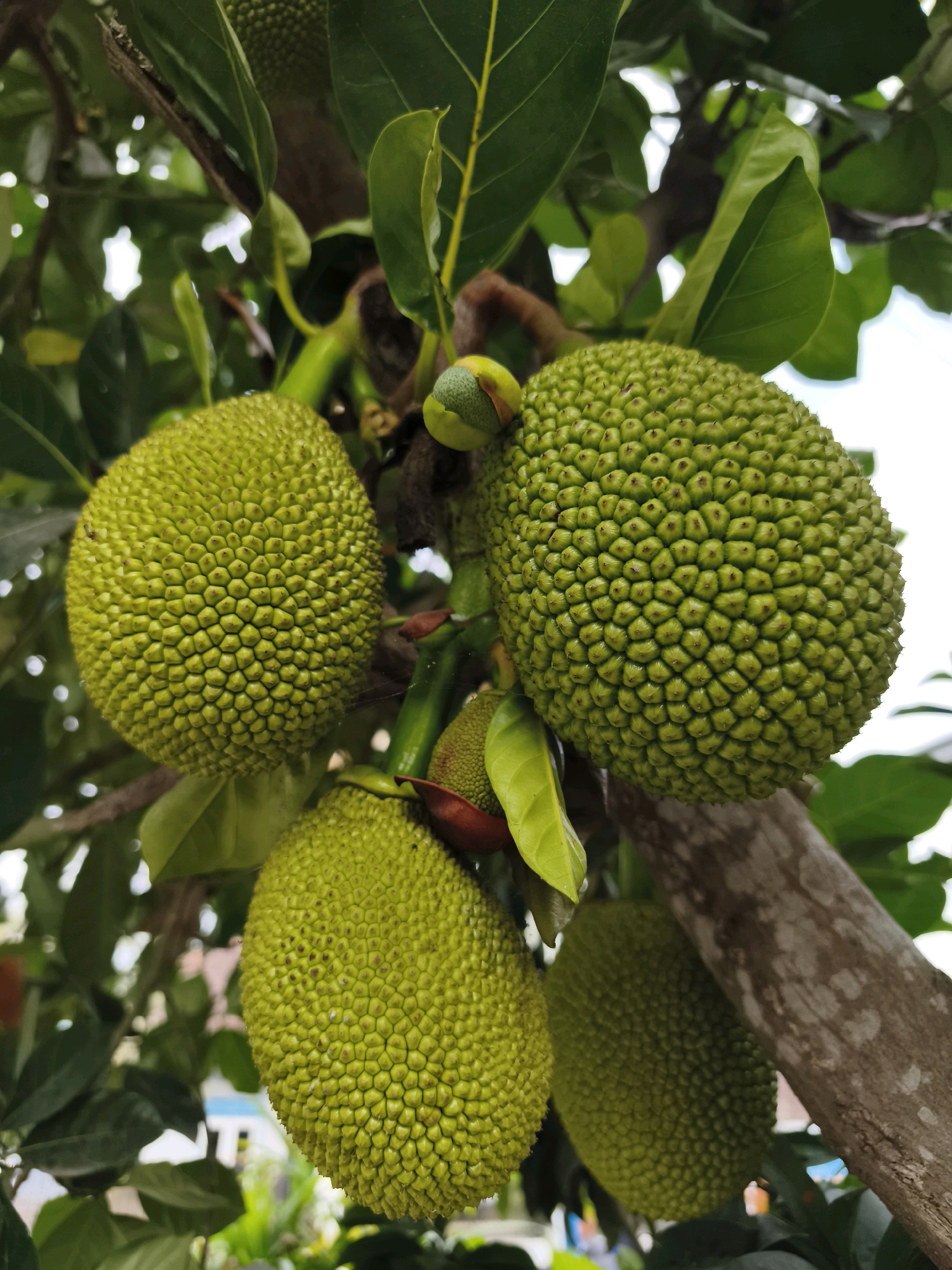 In Kaligondo, Indonesia, a close-up, low-angle shot captures a cluster of several large, unripe jackfruits hanging from a tree. The jackfruits are characterized by their green, spiky exteriors, with the prominent bumps forming a distinct hexagonal pattern. One jackfruit is positioned on the far right, appearing slightly darker green and further back, while another is to its left, closer to the viewer. A third, smaller jackfruit is visible in the lower left quadrant of the image. A very small, undeveloped jackfruit bud is also present, nestled between two larger fruits. The background is blurred, showing hints of green leaves, branches, and the sky, with a suggestion of houses or buildings in the distance, indicating an outdoor, possibly residential, setting within Kaligondo.