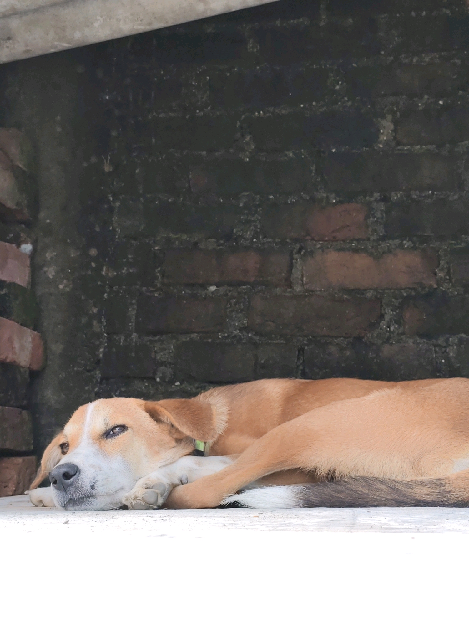 A tan and white dog is lying down on a light-colored surface, possibly concrete, in front of a dark, textured brick wall. The dog is facing left with its head resting on its front paws. Its eyes are open, and it appears to be looking forward. The background is a wall made of dark bricks with patches of lighter mortar and some green moss or algae growth. To the left of the dog and wall, there are glimpses of lighter-colored, possibly brick, structures, and a thin, gray pipe runs horizontally across the top of the frame. The lighting suggests it is daytime, with the dog's face in shadow and the upper part of the image somewhat darker than the lower part. The scene appears to be an outdoor, possibly sheltered, area. The location in Ranchi, India is not discernible from the image itself.