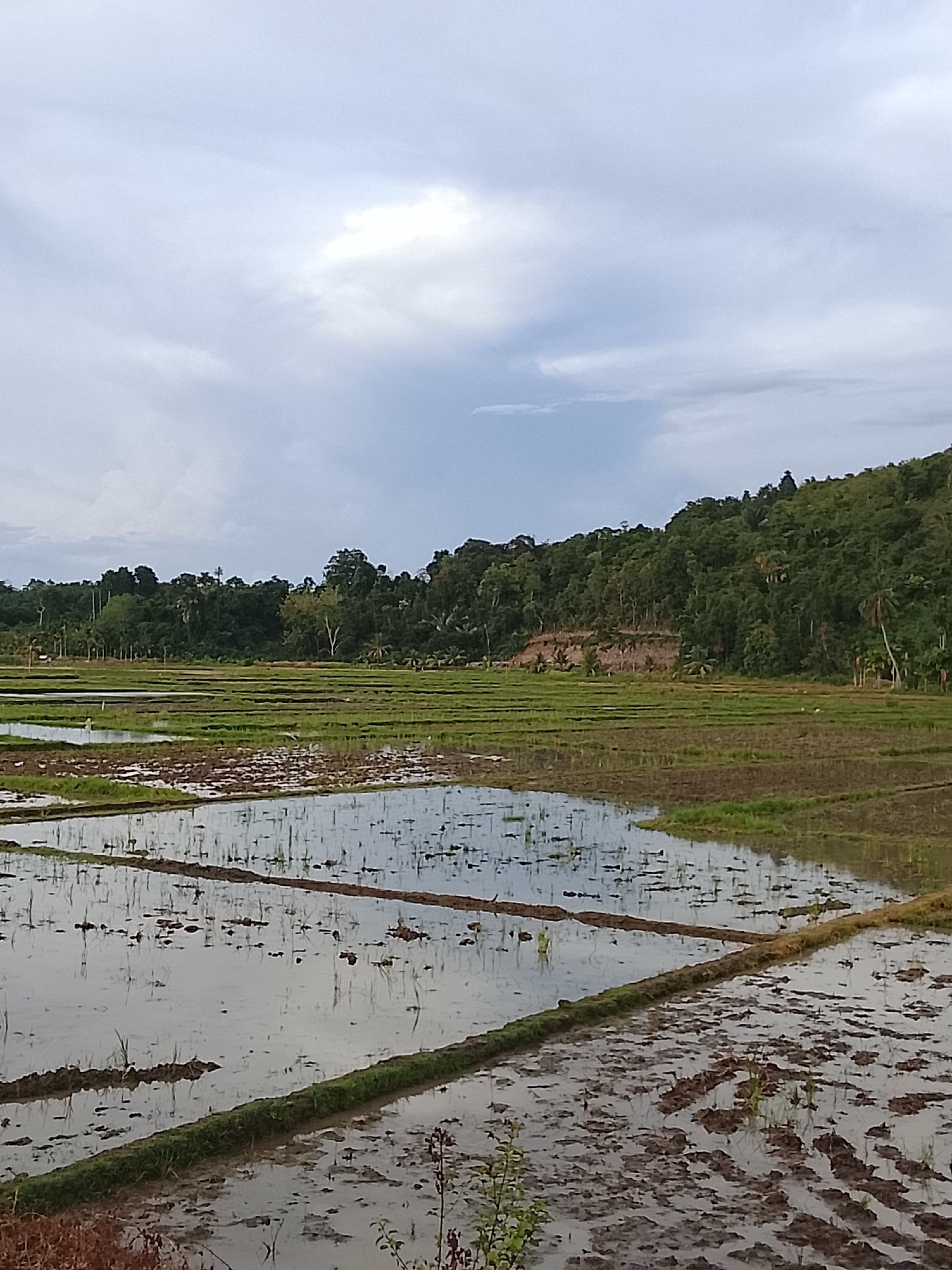 This image depicts a rural landscape in Seunong, Indonesia, characterized by expansive rice paddies under a cloudy sky. The foreground is dominated by flooded rice fields, divided into smaller rectangular plots by earthen berms. The water reflects the overcast sky, creating a muted, desaturated palette. Patches of dark soil and emerging green shoots are visible within the flooded areas, indicating recent planting or early growth.
In the midground, more rice paddies stretch horizontally, appearing greener and more densely planted. These fields are also segmented by low, vegetated ridges. The far midground transitions into a dense, verdant forest that covers a hillside. The trees are lush and varied in species, creating a textured green mass. A small, lighter-colored area on the hillside suggests a cleared section or a different type of vegetation.
The background consists of a cloudy sky with variations in light and shadow. A brighter patch of sky suggests a break in the clouds or a particularly illuminated area. No people or animals are explicitly visible in the image. The overall impression is one of agricultural activity in a natural, hilly environment, likely during the wet season given the flooded fields.