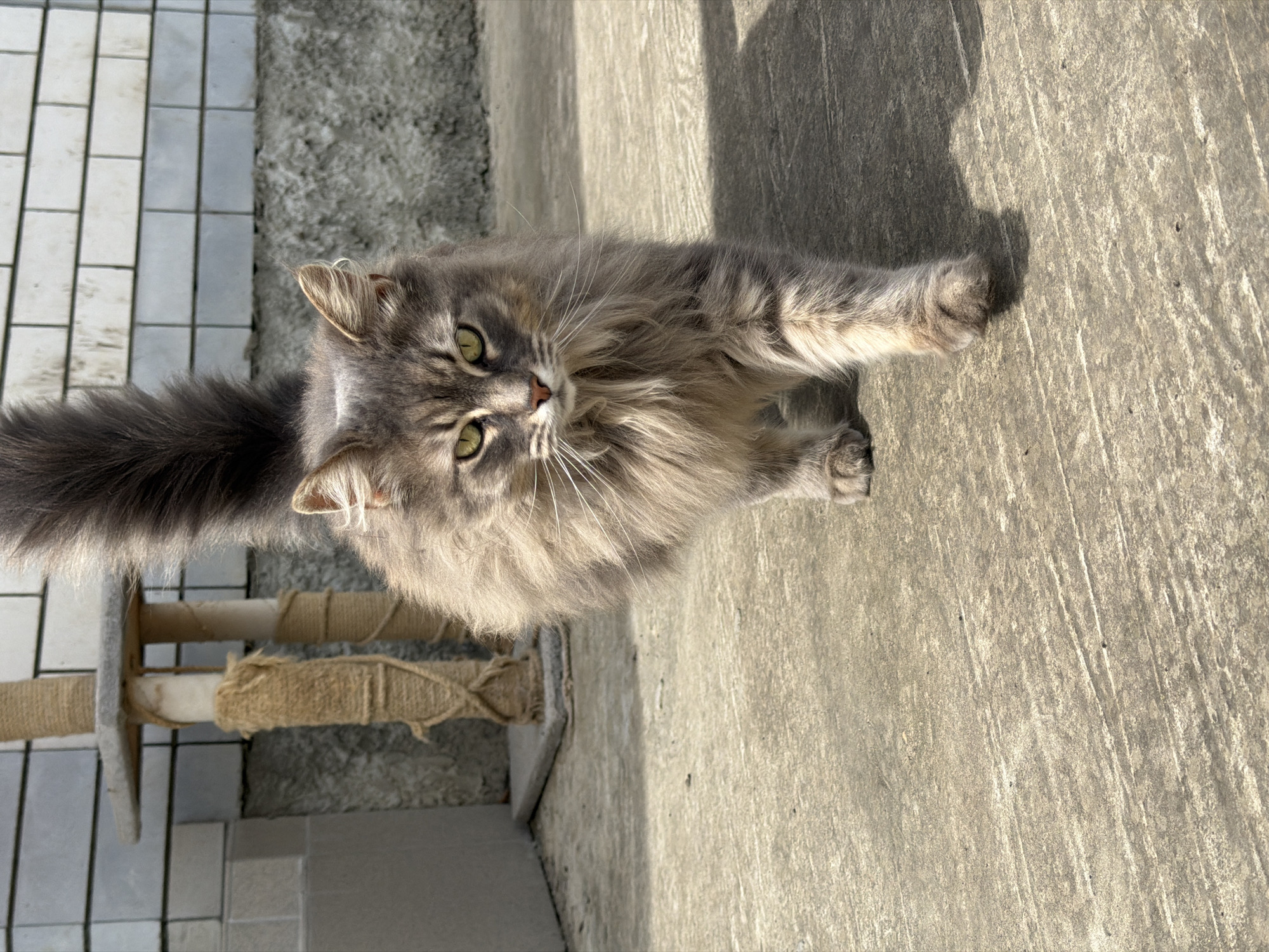 A gray, long-haired cat with green eyes is the primary subject, situated on a concrete surface with linear grooves. The cat's body is angled toward the viewer, with its tail appearing on the left, next to a cat tree wrapped in rope. The cat has its front paws stretched forward. To the left, there is an area of mixed tiles and concrete. The photograph is well-lit, and there are shadow details visible on the concrete surface. There is no indication that the image was taken in Rossiyskiy, Russia.