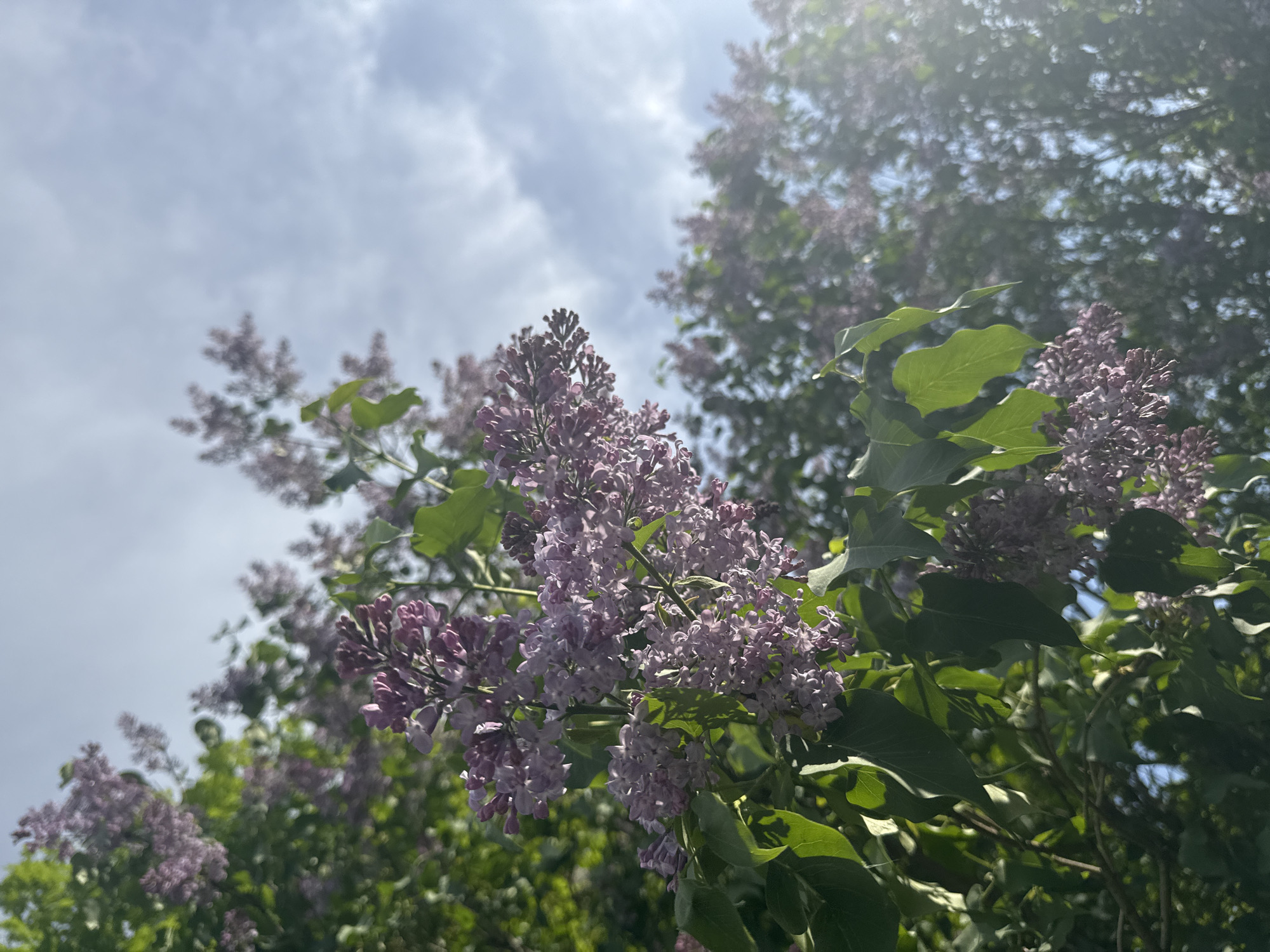 The image shows a close-up of lilac flowers and green leaves against a bright sky with scattered clouds. The location is stated to be Shevlyakovo, Russia, but that cannot be verified from the visual data. There are no people visible in the scene. The focus is on the natural elements: lilac blossoms in various shades of purple and lavender, lush green foliage, and a partly cloudy sky illuminated by sunlight.