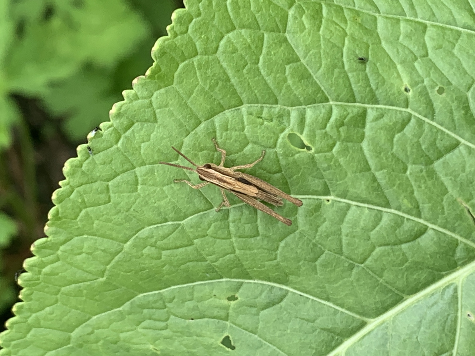 A close-up shot captures a small, brown grasshopper resting on a vibrant green leaf. The leaf's surface is textured with a network of raised veins, and its edges are serrated. The grasshopper, positioned in the center of the frame, has its legs tucked beneath its body and its antennae extended. The background is a blur of green, indicating foliage. The scene suggests a natural outdoor setting, possibly a garden or a park. The image does not provide any information about the location in the city of Ustinovka, Russia, or any other geographical details.