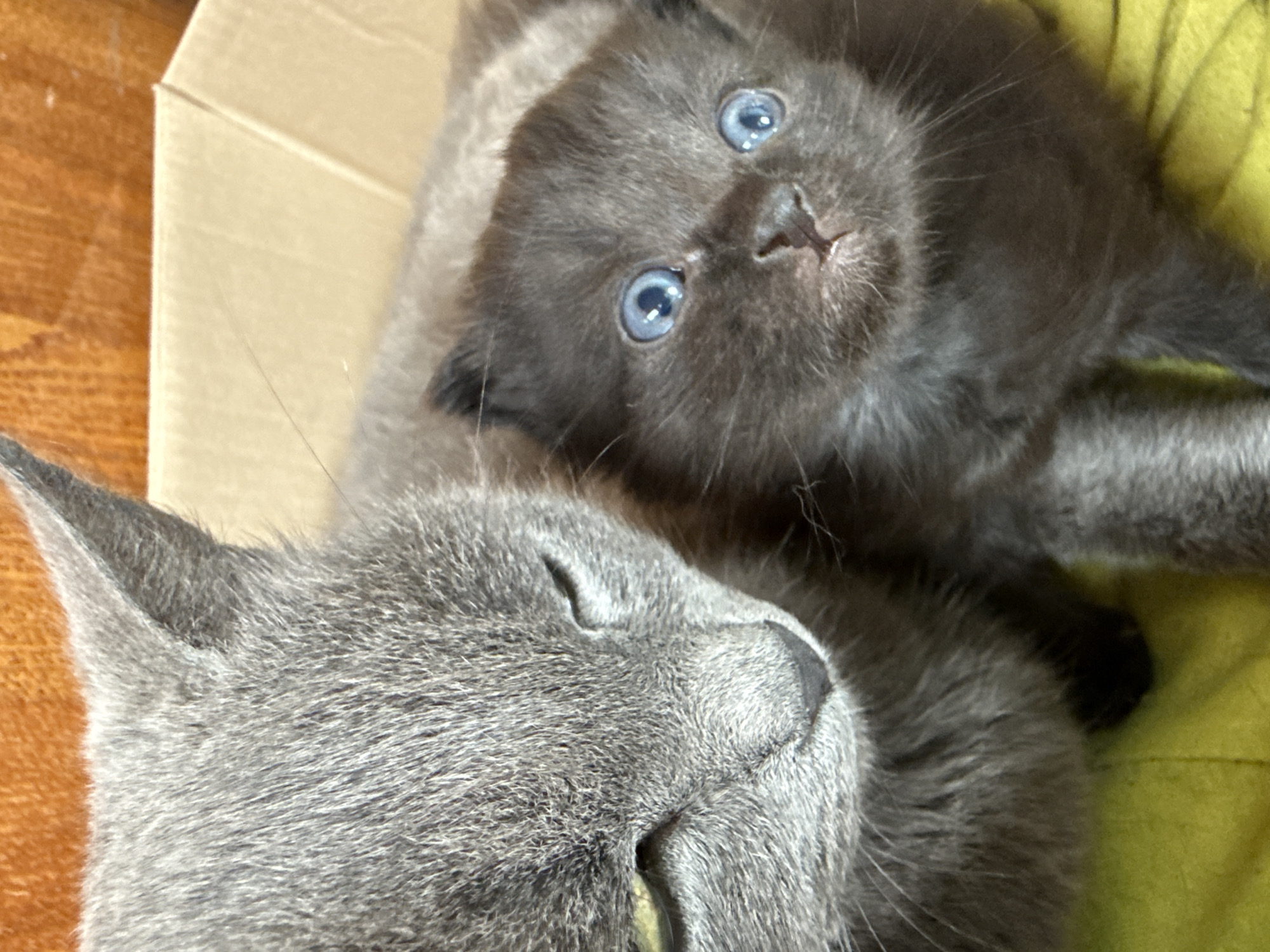 This image, documented in the city of Ляльшур, Russia, depicts two felines indoors. An adult cat with dense, uniform grey fur occupies the left side of the frame, its eyes partially closed and its head tilted downwards. Its prominent black nose and some whiskers are visible. To the right and slightly in front of the adult cat is a kitten with dark charcoal-grey fur. The kitten's eyes are wide open, displaying a vibrant blue color, and its nose is a light pinkish-brown. Both cats are resting on a rumpled surface of lime green or yellowish-green fabric. In the upper right background, a light brown cardboard box is visible, indicating a defined interior space. Above the adult cat's head, an out-of-focus textured orange or light brown surface is present. The scene is illuminated by soft, diffuse light.