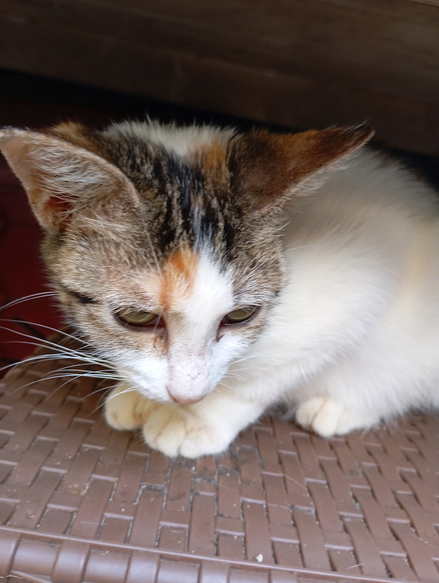 A calico kitten is pictured from a low-angle, close-up perspective, resting on a brown woven surface. The kitten's head is bowed, with its gaze directed downwards. Its fur exhibits a mix of white, brown, and black markings. The kitten's ears are alert and pointed upwards, and its whiskers are prominent and white. The background is dark and out of focus, suggesting the kitten is under some sort of shelter. The woven surface it rests on has a repeating pattern of rectangular indentations. The scene does not contain any identifiable landmarks or elements that would place it specifically within Balikpapan, Indonesia.