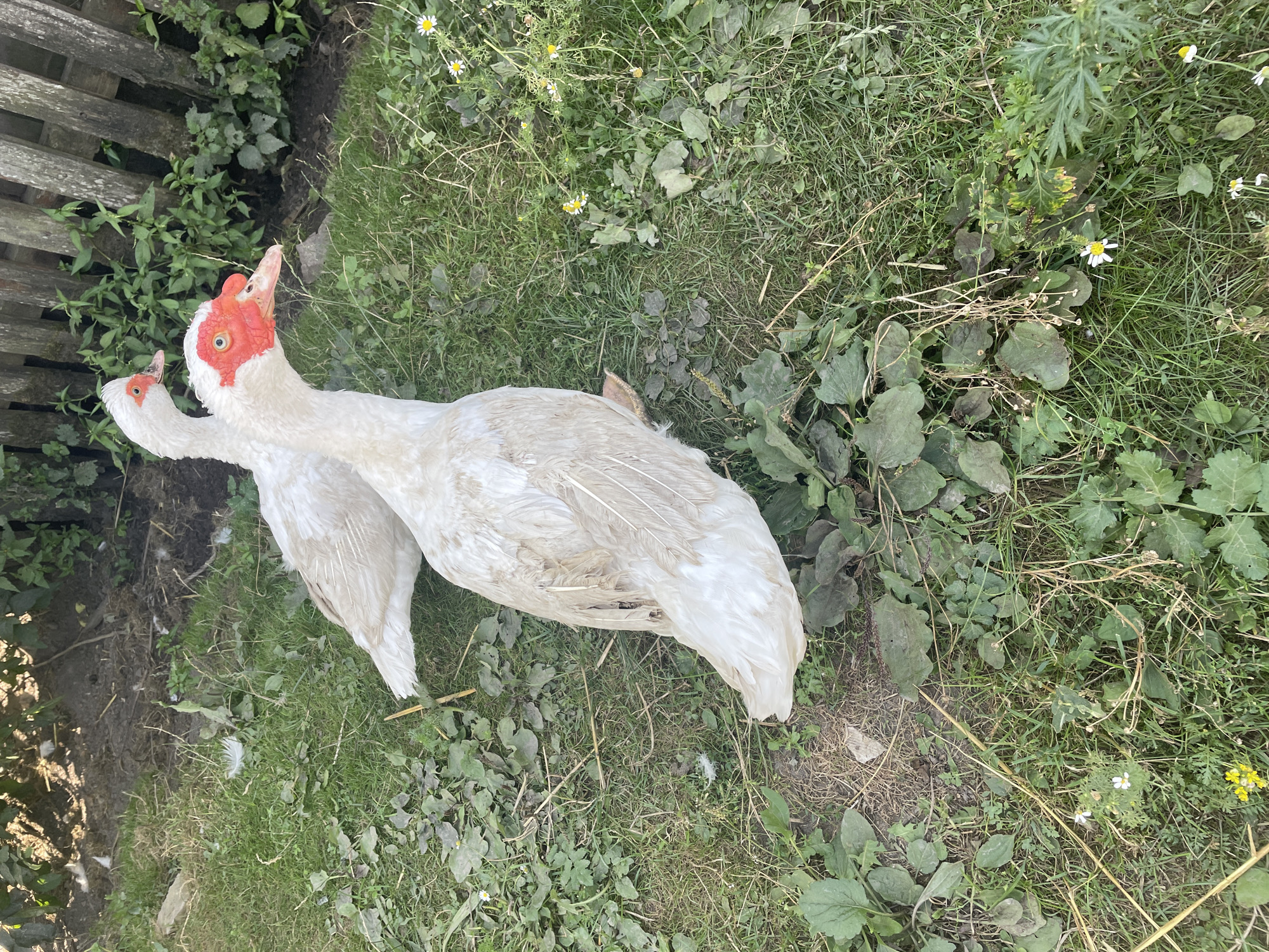 The image shows two white ducks with red facial markings in a grassy outdoor area with a wooden fence in the background. The ducks are standing in what appears to be a yard or farm. The area is covered in green grass, with some patches of dirt and fallen leaves. There are a few small white and yellow wildflowers scattered in the grass. The wooden fence is old and weathered, with gaps between the planks. The lighting suggests it is daytime, possibly late afternoon given the shadows. The location of Shpykolosy, Ukraine is not visually evident from the image itself.