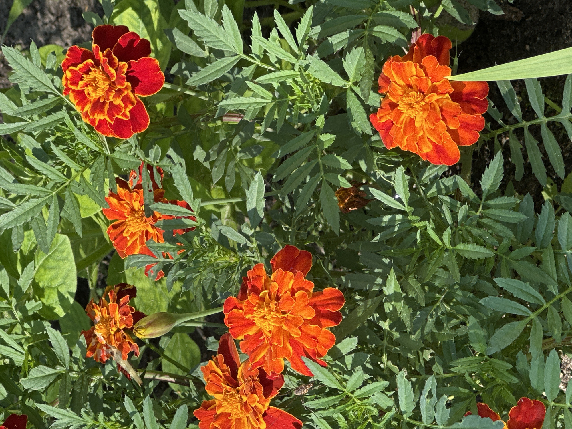 In the city of Uray, Russia, a close-up shot captures a cluster of vibrant marigolds blooming under natural sunlight. The flowers, primarily in shades of orange and red with yellow centers, are densely packed, with some fully open and others in bud form. Their frilly petals and intricate centers are clearly visible. The marigolds are surrounded by lush, green, fern-like foliage, creating a natural, garden setting. The background is a blur of green leaves and dark soil, suggesting an outdoor environment, likely a garden bed. The image is sharply focused on the flowers, highlighting their textures and colors.