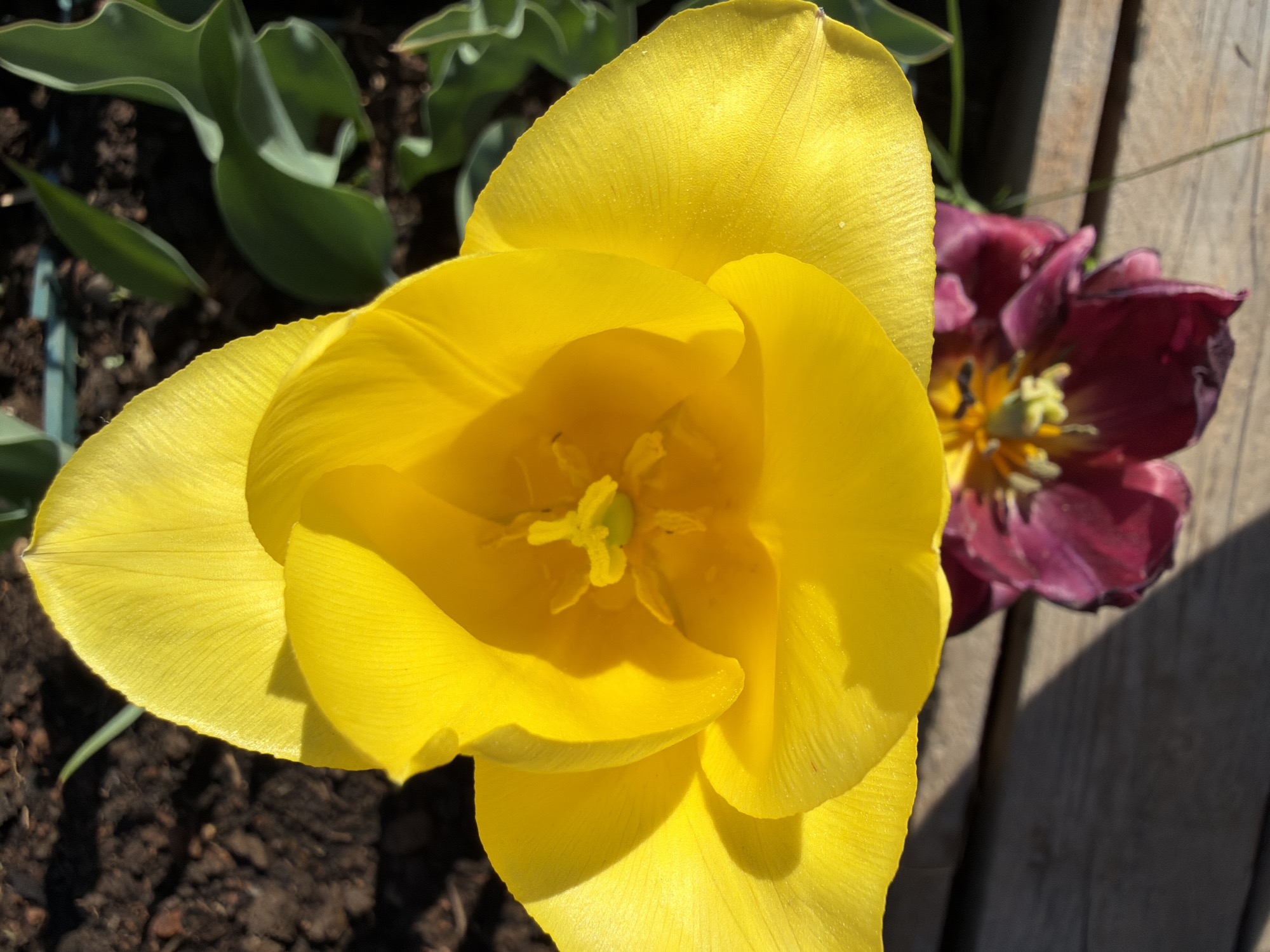 The image features a close-up of a yellow tulip in full bloom. The tulip's petals are tightly layered, forming a cup-like shape around its central reproductive structures. Adjacent to the yellow tulip is a partially opened, dark red or purple tulip with visible yellow stamen. The tulips are situated in an outdoor setting. There is some green foliage and bare earth at the bottom left. To the right, there are gray wooden planks. I cannot verify the location as Chaikovsky, Russia.