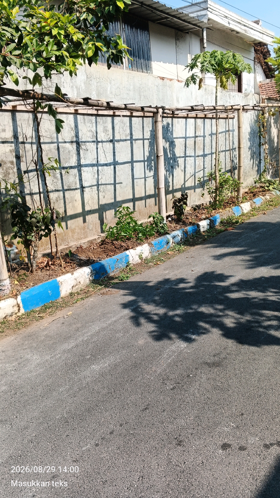 A concrete wall with a grid pattern casts shadows on its surface. A wooden trellis structure runs horizontally along the top of the wall, supported by vertical bamboo poles. Below the trellis, a row of plants, some appearing to be saplings and others more established, are planted in a raised garden bed. The garden bed is bordered by concrete curbs painted with alternating blue and white stripes. To the right of the garden bed is an asphalt road. The shadows of tree leaves are visible on the road. A date and time stamp "2026/08/29 14:00" and the text "Masukkan teks" are overlaid on the lower left corner of the image. The scene appears to be outdoors in a residential or semi-urban area, likely in Sumberporong, Indonesia, given the timestamp and text.