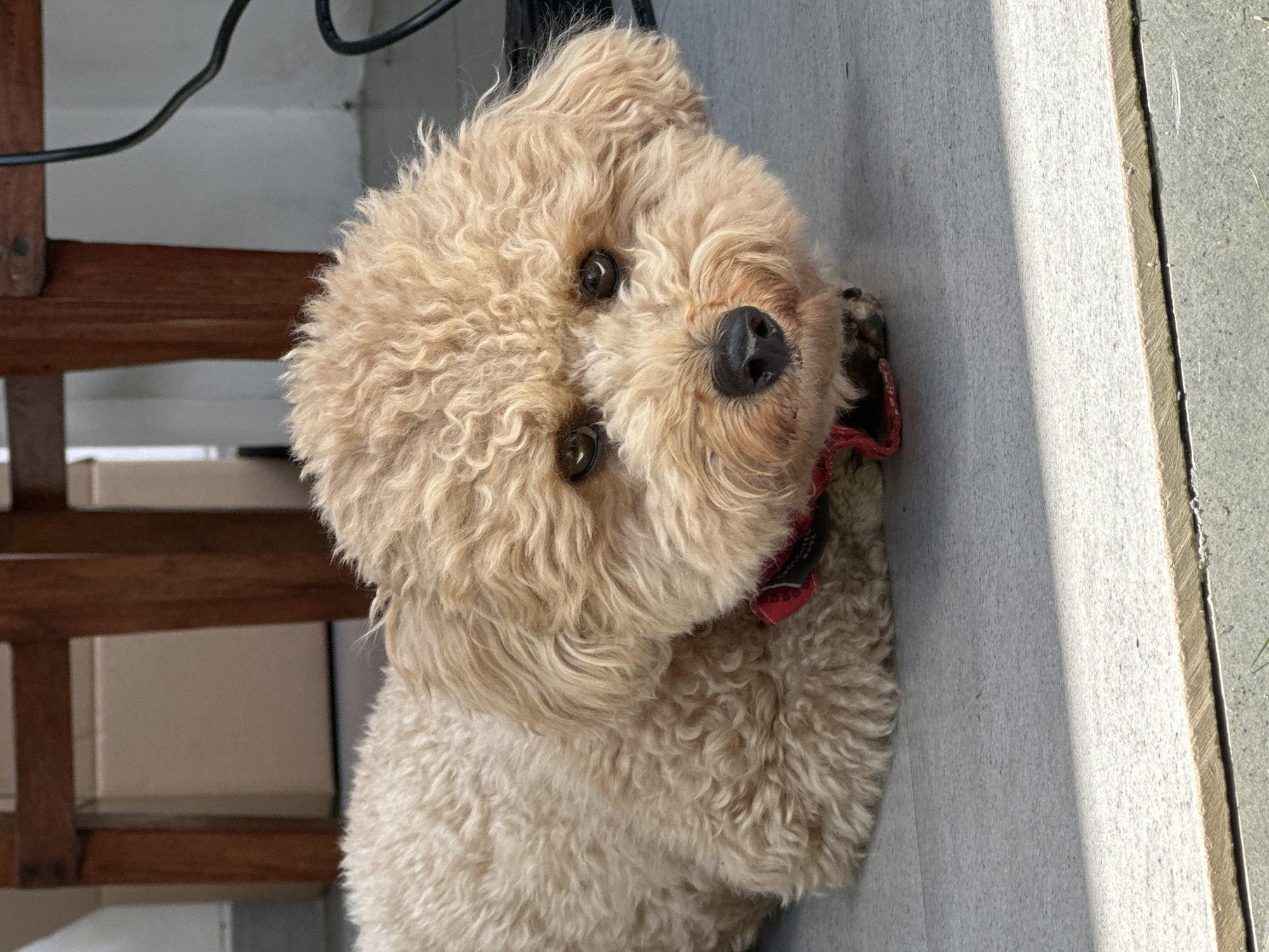 A close-up, rotated image features a small, light-brown poodle-type dog with curly fur. The dog is looking directly at the camera with dark eyes. It wears a red and black collar. The dog is standing on a concrete surface, possibly a patio or sidewalk, adjacent to a low border or curb with a grassy edge. In the background, blurred, are wooden slats and a white wall or backdrop. Above the dog is a dark wire or cable. The location, Dalung, Indonesia is not discernible from the image itself.