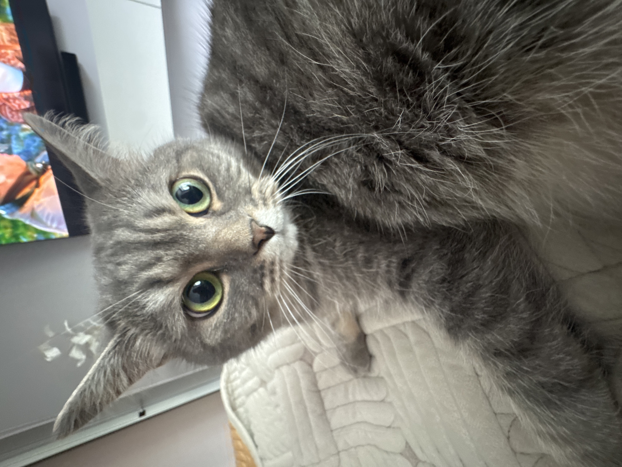 A close-up shot of a gray tabby cat with green eyes. The cat is lying on a white, quilted surface, possibly a blanket or cushion. The cat's fur is dense and gray with subtle patterns. Some whiskers are visible. The background is slightly out of focus and includes a white wall and a television screen with colorful images. The cat is looking directly at the camera. There is no location information present in this image.