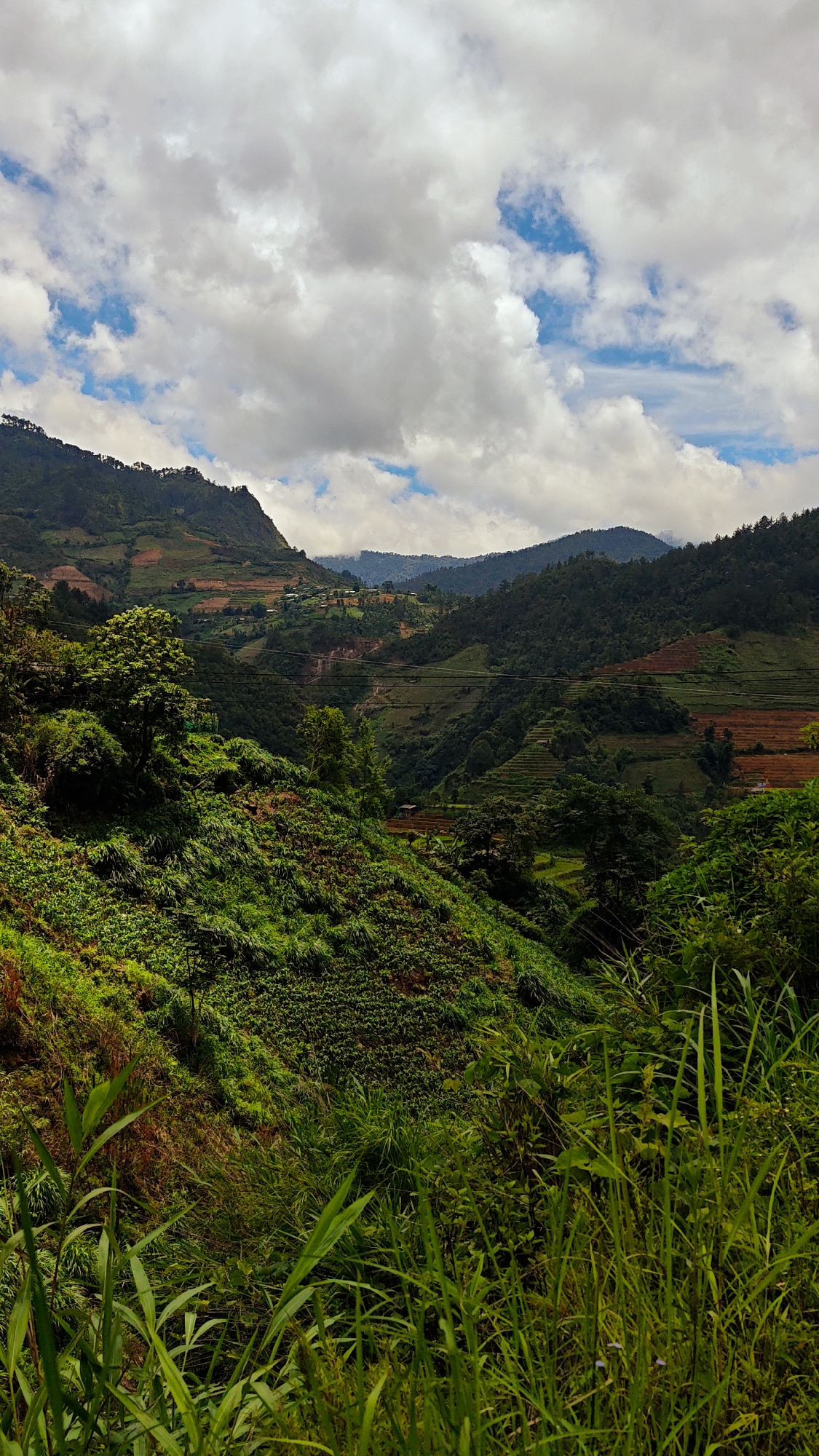 This image depicts a vibrant, mountainous agricultural landscape in Mù Cang Chải, Vietnam. The scene is dominated by steep, verdant slopes covered in various forms of vegetation and terraced fields under a partly cloudy sky.
In the upper third, large, voluminous white and gray clouds fill the sky, interspersed with patches of clear blue. The cloud formations suggest a dynamic weather pattern.
The midground features multiple layers of mountains. On the left, a forested mountain peak is visible, beneath which expansive, reddish-brown terraced fields descend. Scattered clusters of small, light-colored buildings (likely rural houses or hamlets) are visible on these slopes. Towards the center-right, more terraced fields are carved into the mountainsides, displaying shades of green from crops and exposed reddish earth. Some small, isolated wooden structures, possibly huts or farm buildings, are present within these terraced areas. Power lines are faintly visible spanning across some midground sections. The valleys between these mountains are densely forested with dark green trees.
The foreground is characterized by lush, abundant green foliage. On the left and center, a steep slope is covered in dense, varying shades of green vegetation, including bushes, ground cover, and taller grasses. The immediate foreground features a dense thicket of long, slender green leaves and grasses, providing a natural frame to the expansive landscape beyond. No people are visible, but the extensively terraced fields are clear indicators of human agricultural activity in the environment.