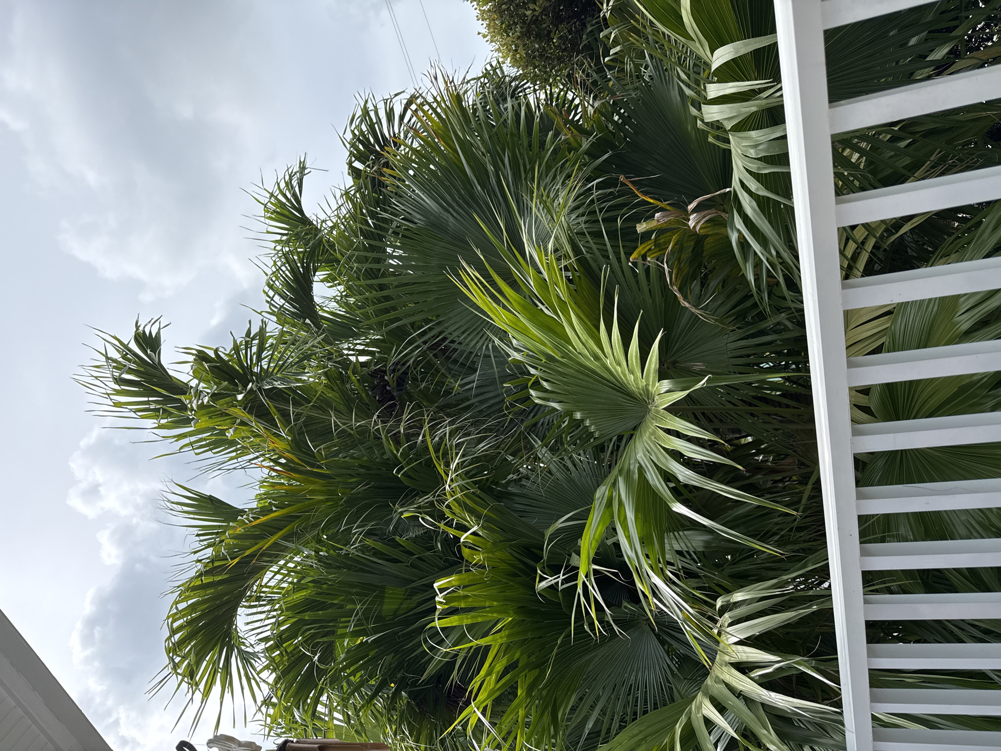 A low-angle shot captures a lush canopy of palm fronds against a cloudy sky. The fronds are a vibrant green, with some showing hints of yellow and brown, suggesting they are a mix of new and older growth. The fan-shaped leaves are large and broad, with a feathery texture. In the foreground, to the right, a white louvered fence runs vertically, its slats creating a rhythmic pattern that contrasts with the organic shapes of the palm leaves. To the lower left, a portion of a white structure, possibly a roof or wall, is visible. The overall scene suggests an outdoor setting, likely in a tropical or subtropical climate, given the presence of palm trees. The cloudy sky indicates it could be overcast or a storm might be approaching. No people or animals are visible, and there is no discernible text in the image. The light is diffused, suggesting it's daytime, but the specific time of day is not clear due to the cloud cover. The image evokes a feeling of natural beauty and perhaps a sense of anticipation due to the weather.