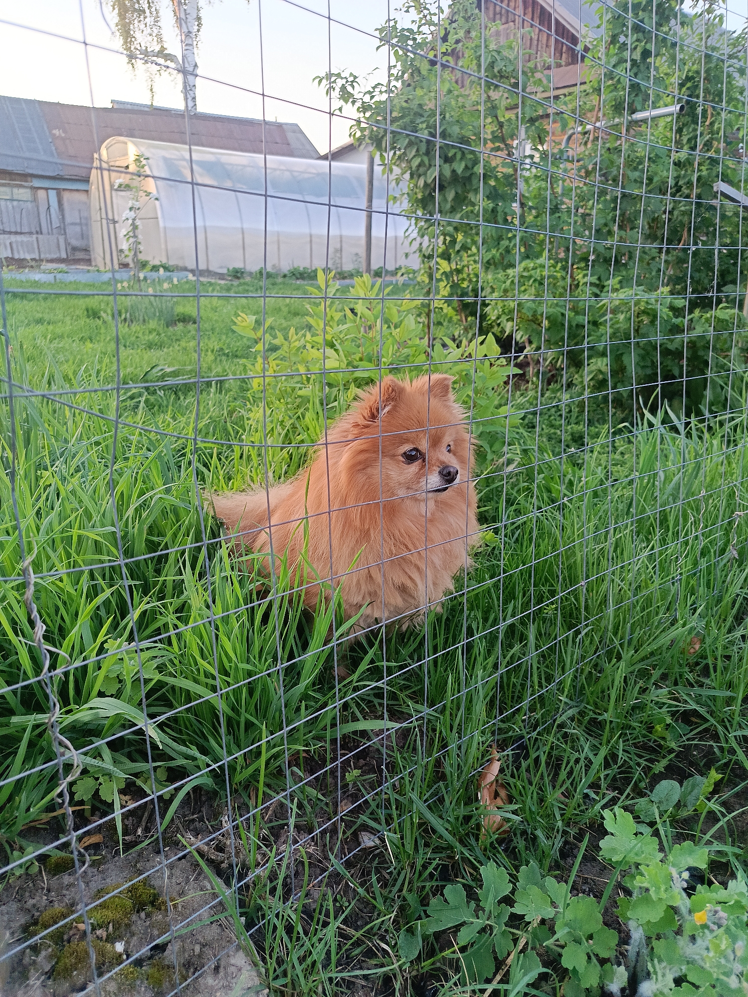 The image shows a small, fluffy, light-brown dog, likely a Pomeranian, standing in tall green grass behind a wire mesh fence. The dog is looking to the right of the frame. Behind the fence and grass are bushes and a building that appears to be either a greenhouse or a shed with a translucent covering. In the distance, a house is partially visible. The location is indicated as the city of Chaikovsky, Russia.