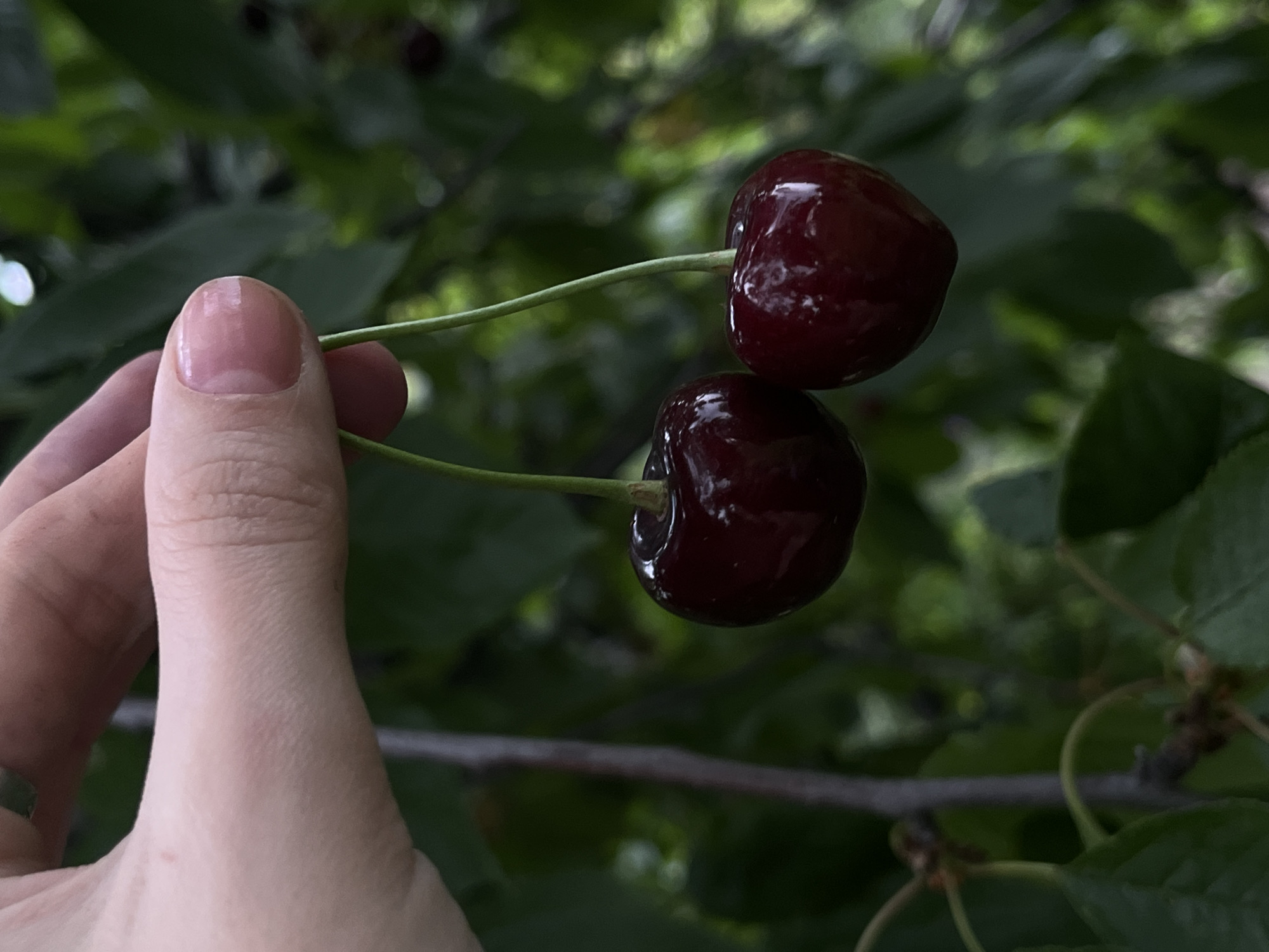 A hand with manicured nails holds two dark red cherries on their stems. The cherries are round and shiny, reflecting the light. The hand appears to be a thumb and index finger, lightly gripping the delicate stems. The background is a blur of dark green leaves and some branches, suggesting an outdoor setting, likely a cherry tree. The lighting appears natural, possibly from daylight, with shadows suggesting it could be midday or late afternoon. There is no visible text in the image. The focus is on the cherries and the hand, with the background providing a natural, organic context.