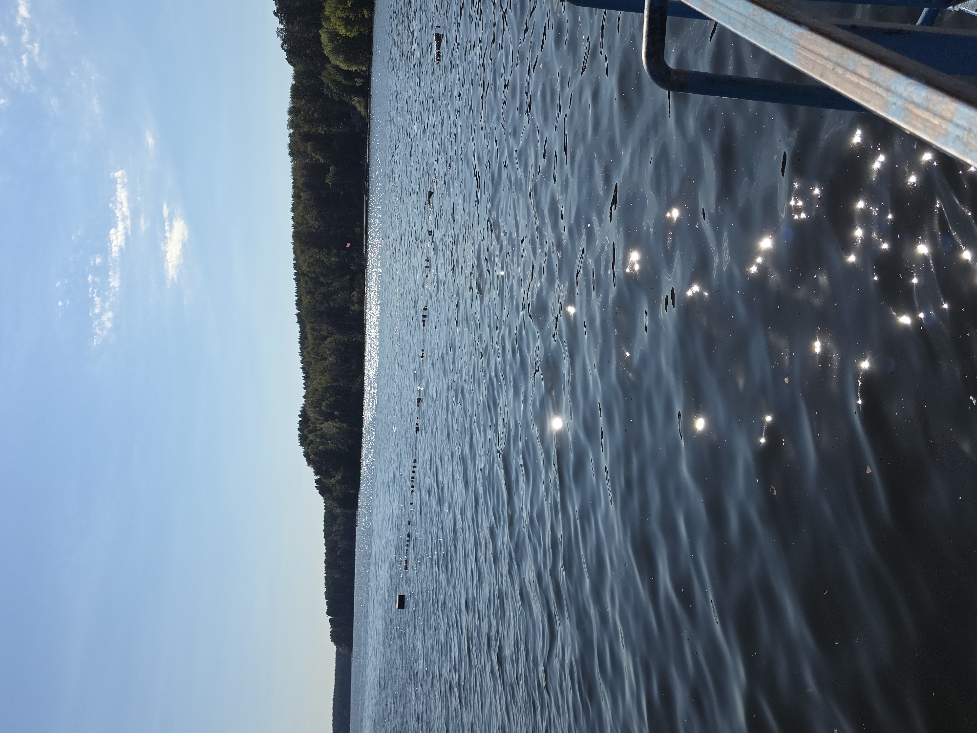 A wide shot captures a body of water, likely a lake, with a shoreline densely populated with trees. The sky above is a clear, light blue with a few scattered white clouds. The sun reflects brightly off the water's surface, creating a shimmering effect. In the foreground, a portion of a blue metal railing is visible, suggesting the image was taken from a boat or pier. A series of small, dark objects, possibly buoys or markers, are spaced out across the water's surface. The overall scene depicts a serene, natural environment.