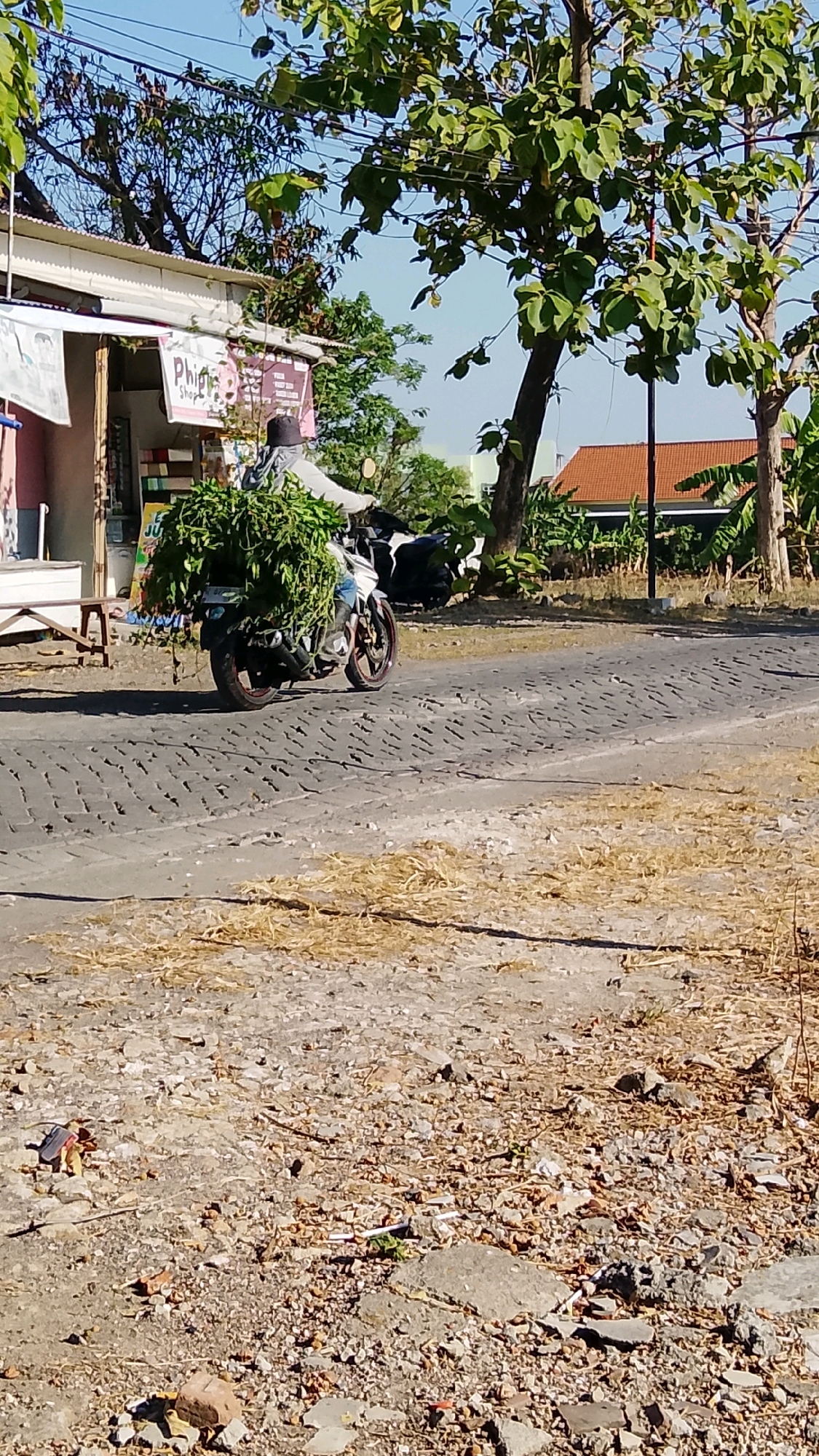 In Dahanrejo, Indonesia, a person wearing a dark hat and light-colored clothing is riding a motorcycle down a cobblestone road. The motorcycle is heavily laden with a large amount of leafy green vegetation, which appears to be piled high behind the rider. To the left of the road, a small shop with a white awning is visible, with some signage that includes the word "Phiga". In the background, trees with green leaves are prominent, and a building with a red-tiled roof can be seen. The ground beside the road is covered in dry grass and scattered debris. The sky is clear and blue.