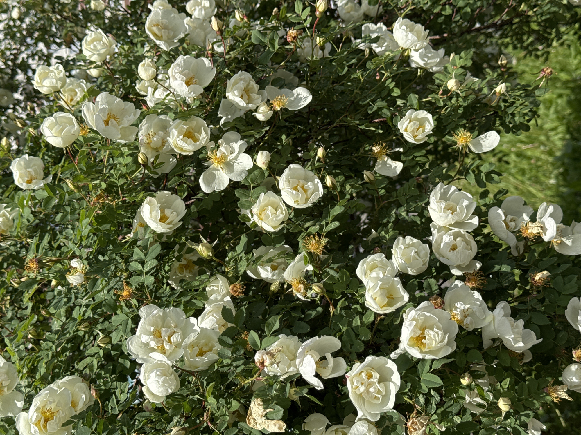 This image captures a close-up, high-angle view of a dense bush covered in numerous white flowers and vibrant green foliage, located in Izhevsk, Russia. The subjects are the abundant flowers, which are predominantly white or creamy white, with many featuring bright yellow stamens at their centers. These flowers appear to be a type of rose or wild rose, exhibiting various stages of bloom: some are fully open and showcasing their delicate petals, while others are still in bud form or partially open. A few spent or wilting blooms with browned centers are also visible among the healthy flowers and leaves.
The activity depicted is simply the natural blooming of the plant. The leaves are a rich, dark green, providing a lush background and creating a sense of depth and density within the bush. The lighting suggests a bright, sunny day, as evidenced by the strong highlights on the petals and leaves, and the clear shadows cast. This indicates fair weather and likely a daytime setting. There are no people, man-made objects, or visible text in the image. The overall impression is one of natural beauty, growth, and the peaceful vibrance of a blooming garden or natural landscape.