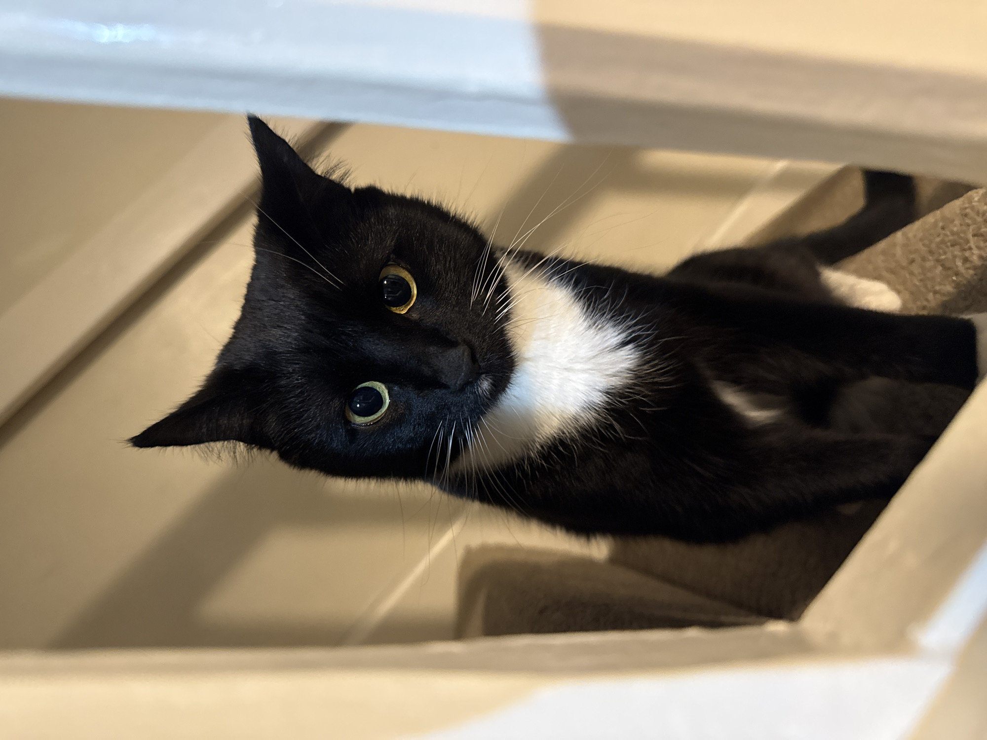 A black and white cat with yellow-green eyes is lying down and looking at the camera. The cat has a white patch on its chest. It is lying between white-painted wooden slats, possibly on a carpeted surface. The environment appears to be indoors. The location is unknown.