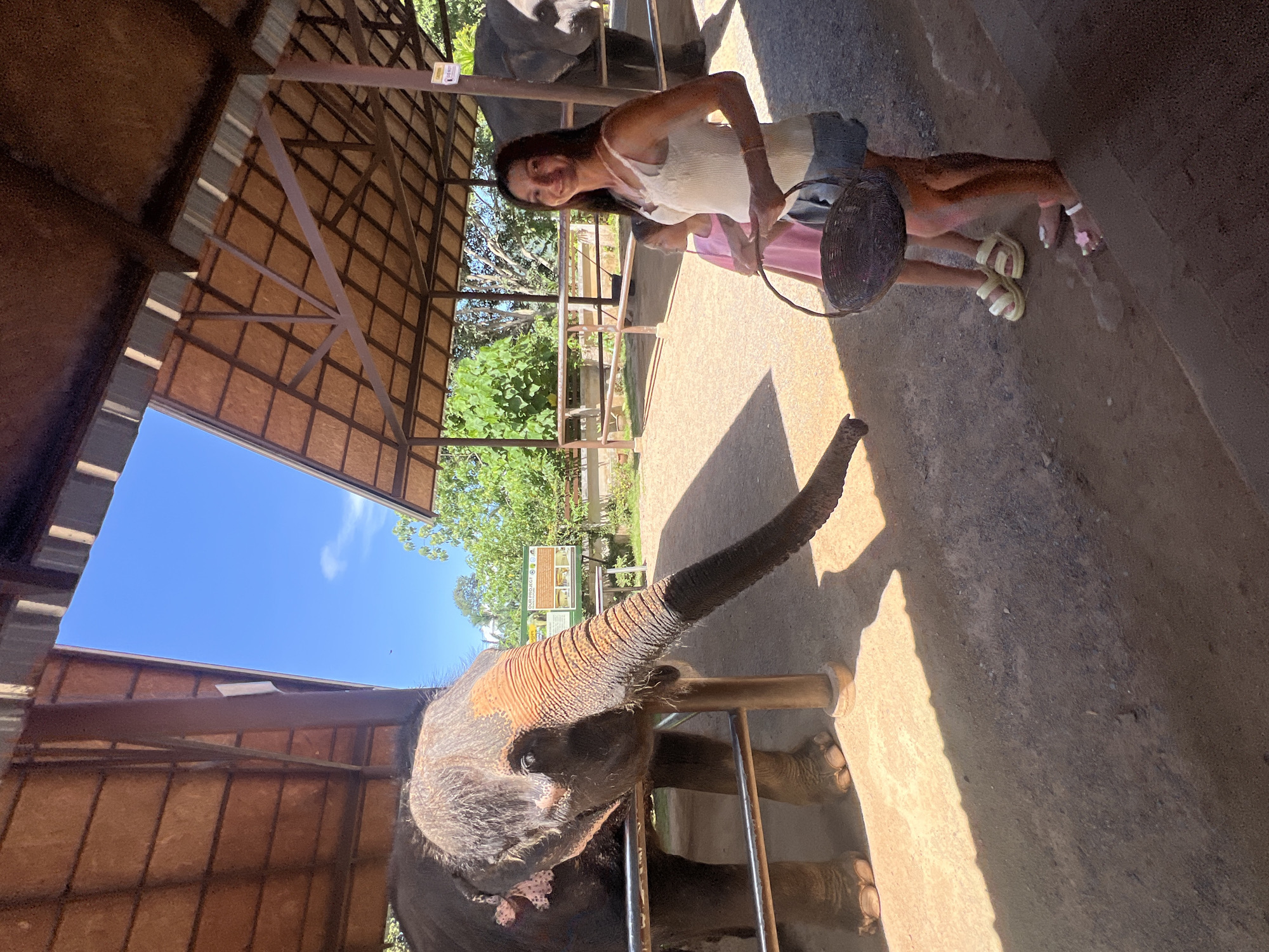 A medium-angle shot of a woman and child standing in front of an elephant at the Boon Lotts Elephant Sanctuary (BLES) in Baan Thurian, Thailand. The woman, who has dark hair, wears a white tank top and holds a basket. A child wearing a pink shirt stands next to her, also interacting with the elephant. The elephant, a young calf, stretches its trunk toward the visitors. The setting suggests an enclosure with the metal roof structure of a building visible in the background, and a bright blue sky peeks through. The background includes trees and a sign indicating information about "Our Projects". The ground is concrete, with a clear shadow cast by the elephant. The interactions suggest a zoo setting or sanctuary environment.